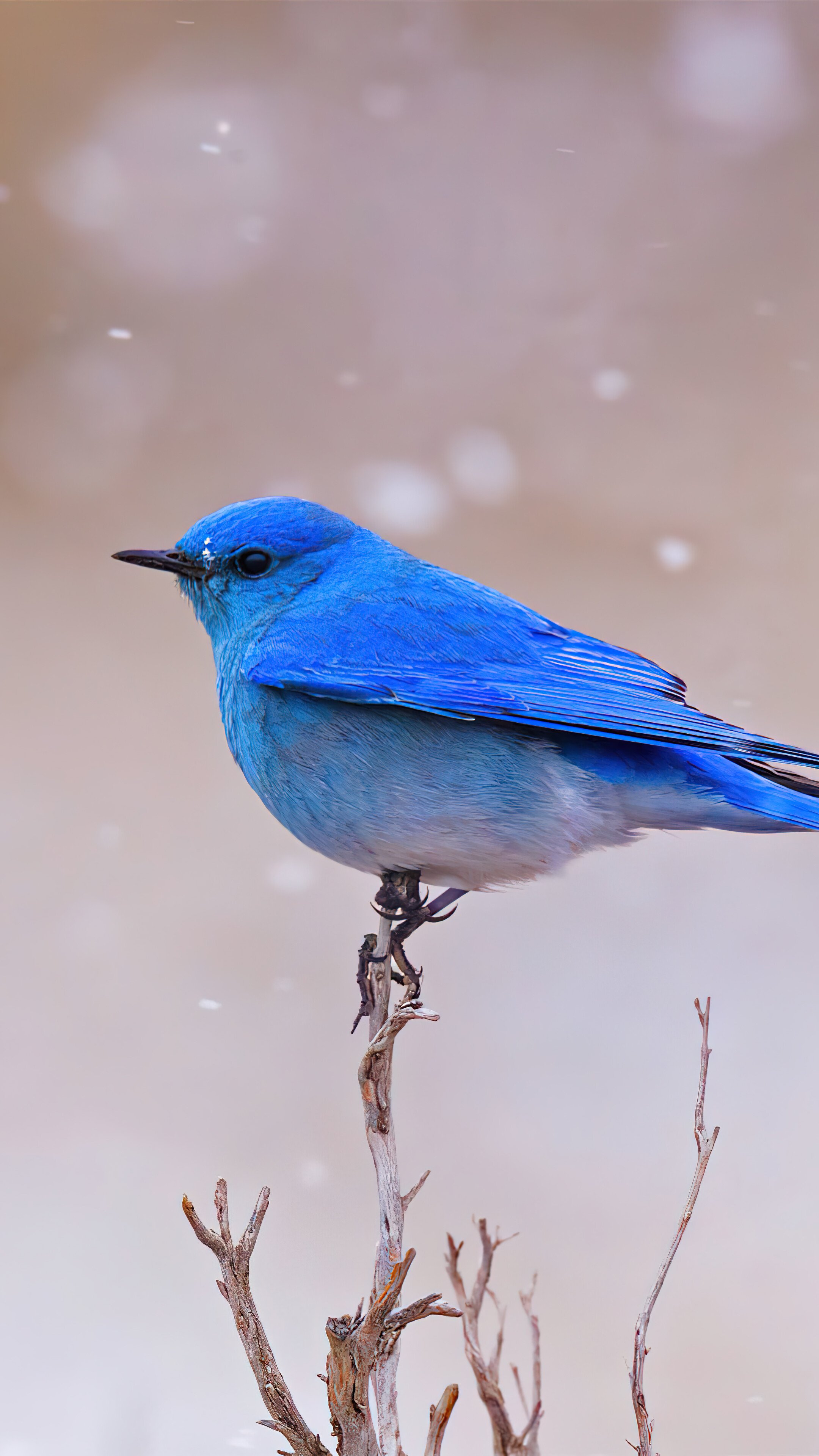 Bluebird Wallpapers