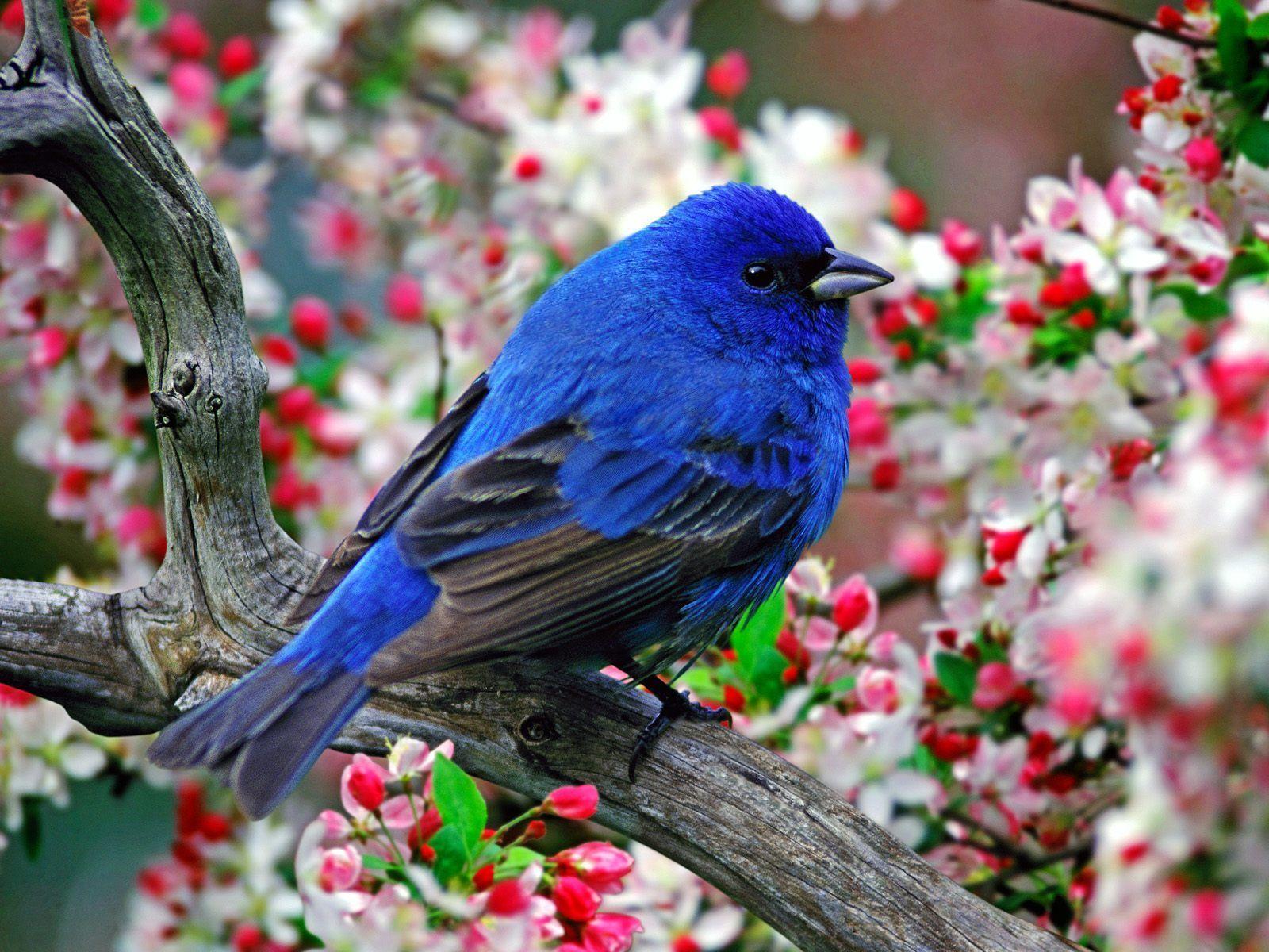 Bluebird Wallpapers