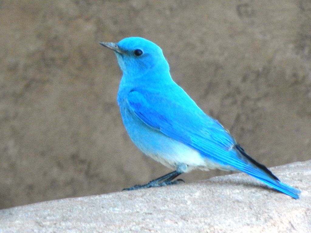 Bluebird Wallpapers