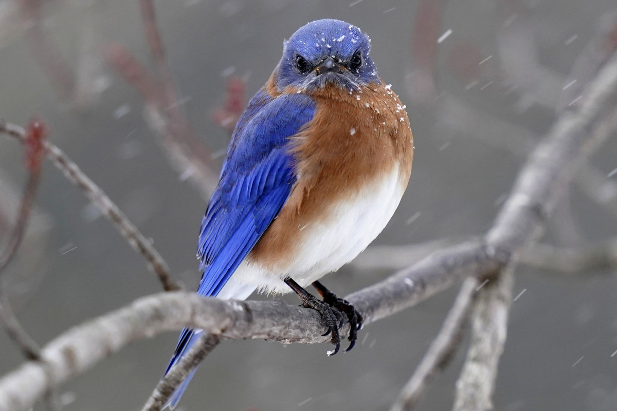 Bluebird Wallpapers