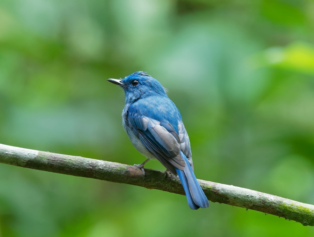 Bluebird Wallpapers