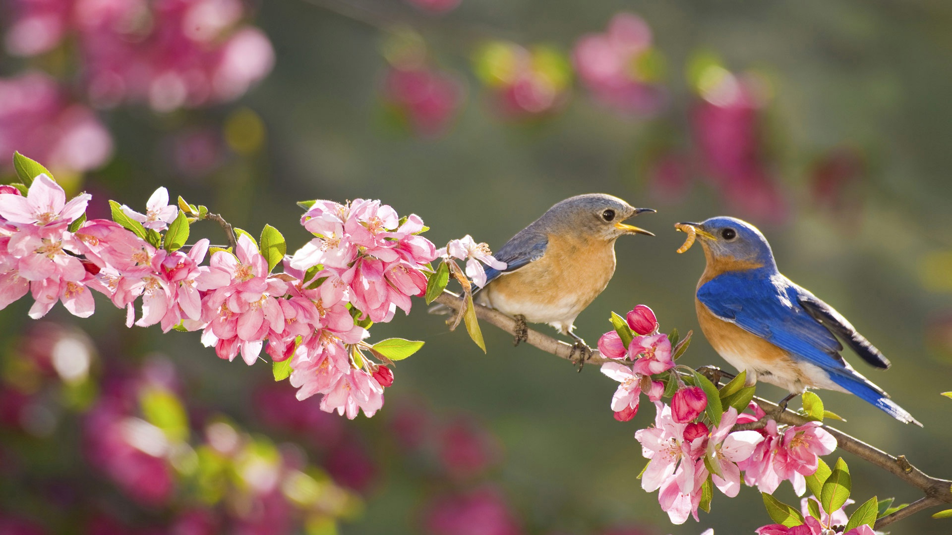 Bluebird Wallpapers