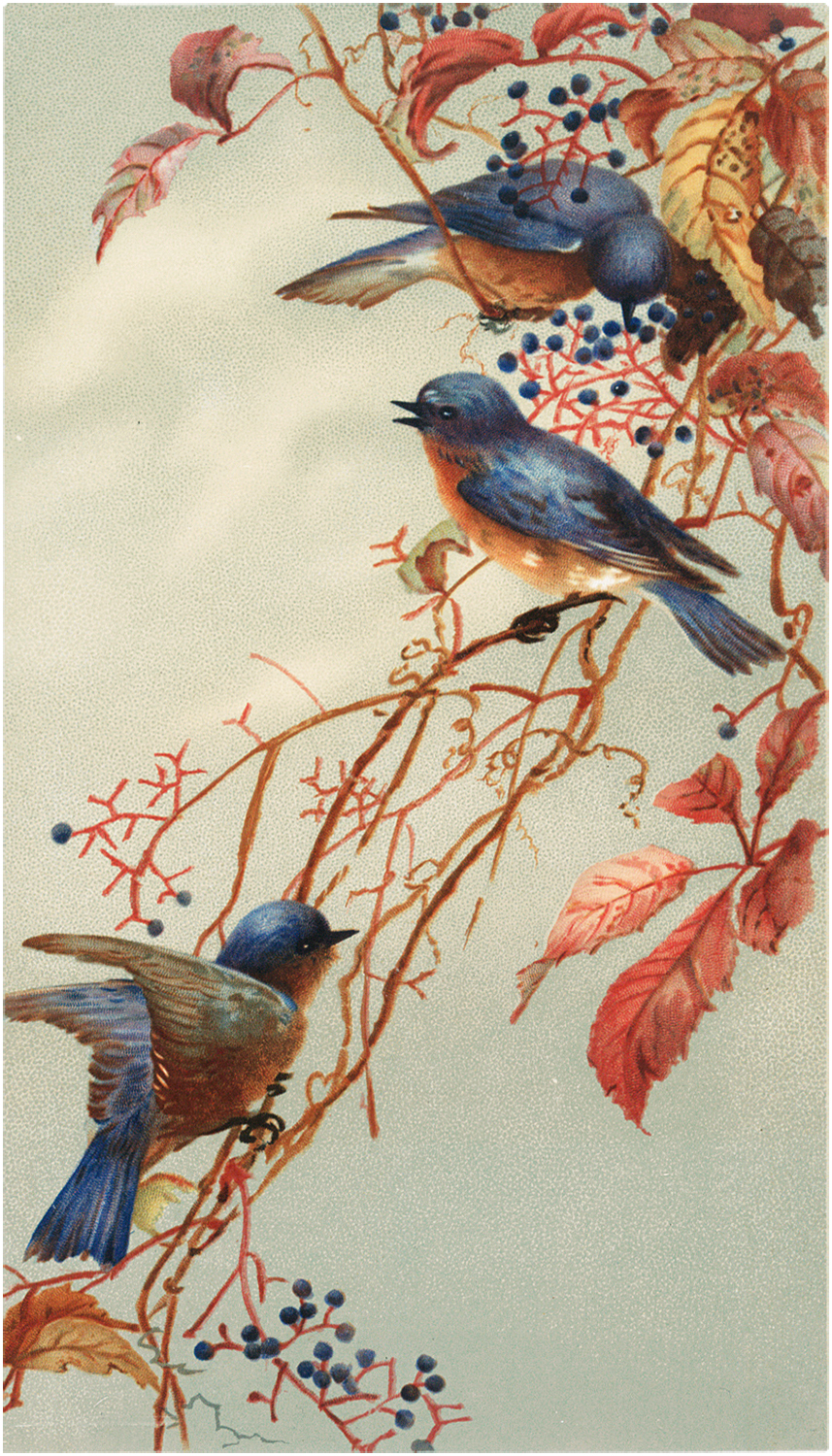 Bluebird Wallpapers