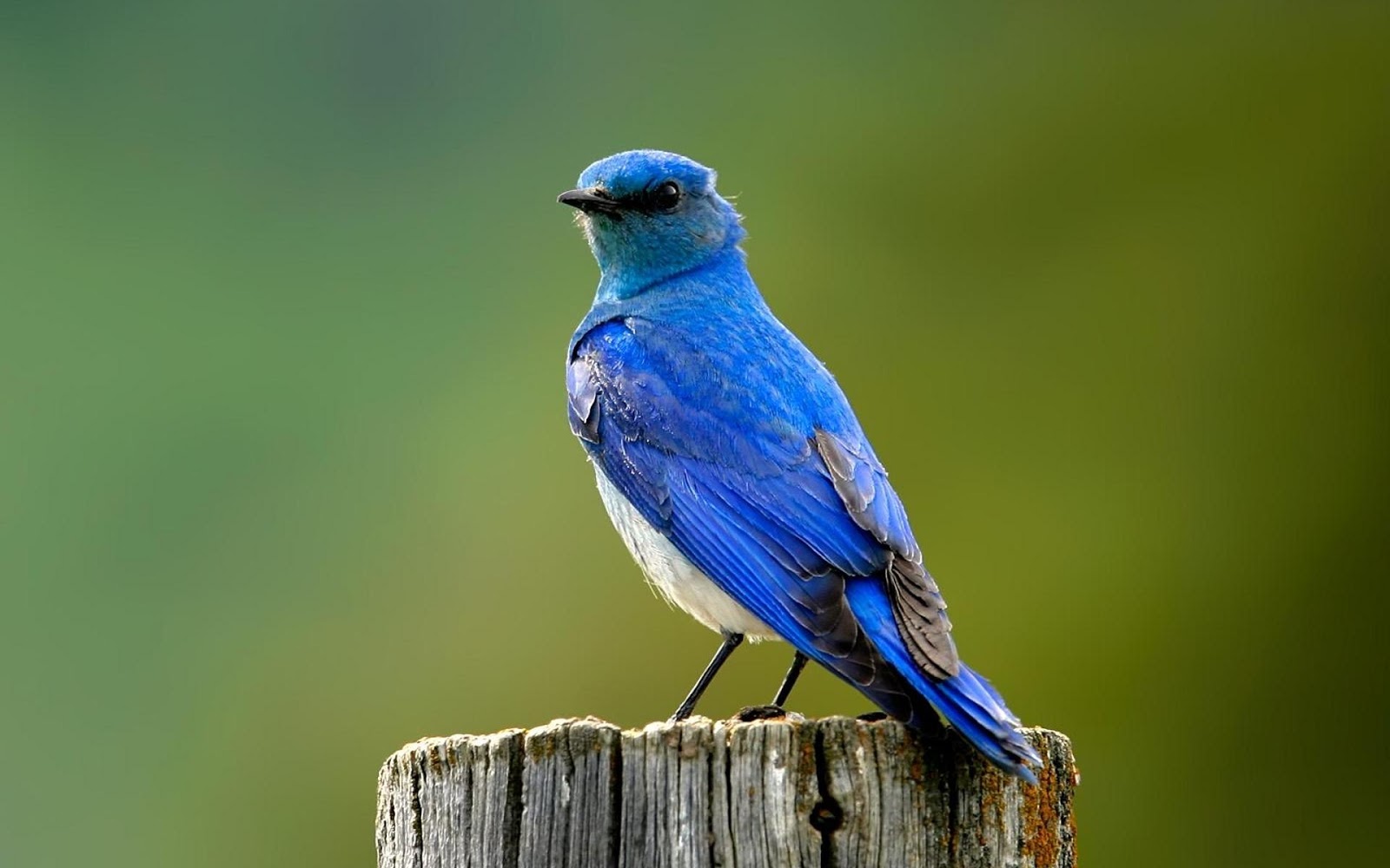 Bluebird Wallpapers