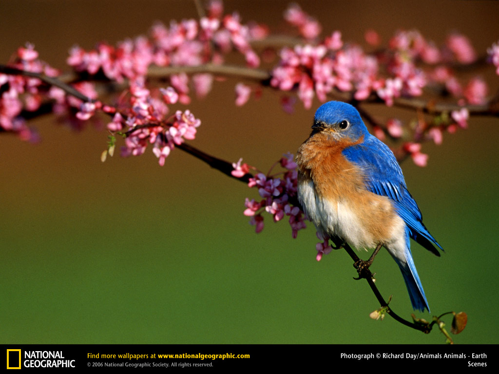 Bluebird Wallpapers