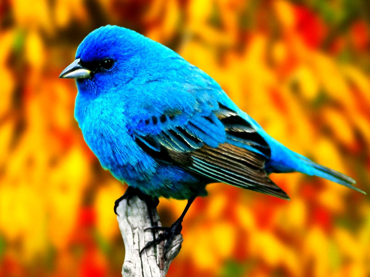 Bluebird Wallpapers