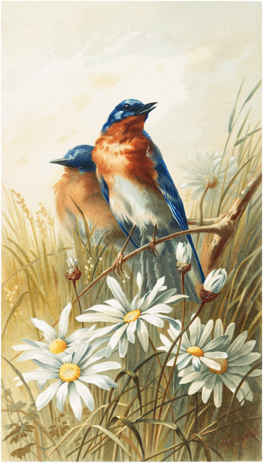 Bluebird Wallpapers