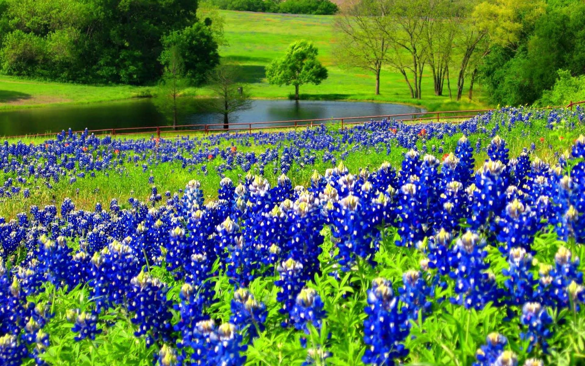 Bluebonnets Wallpapers