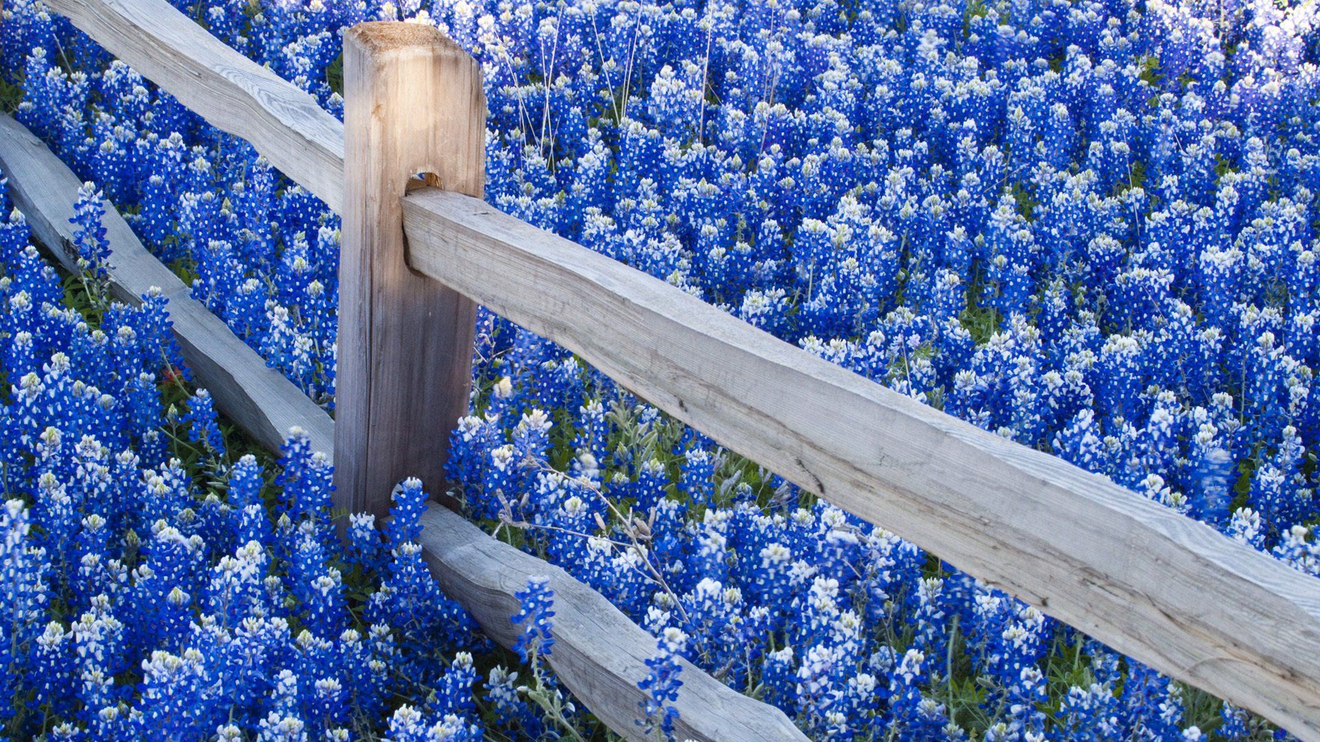 Bluebonnets Wallpapers