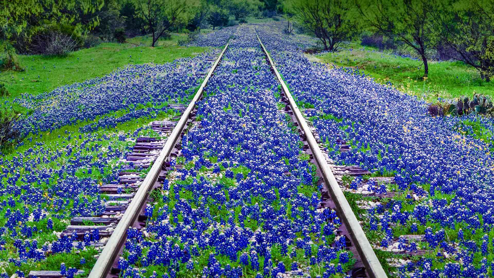 Bluebonnets Wallpapers