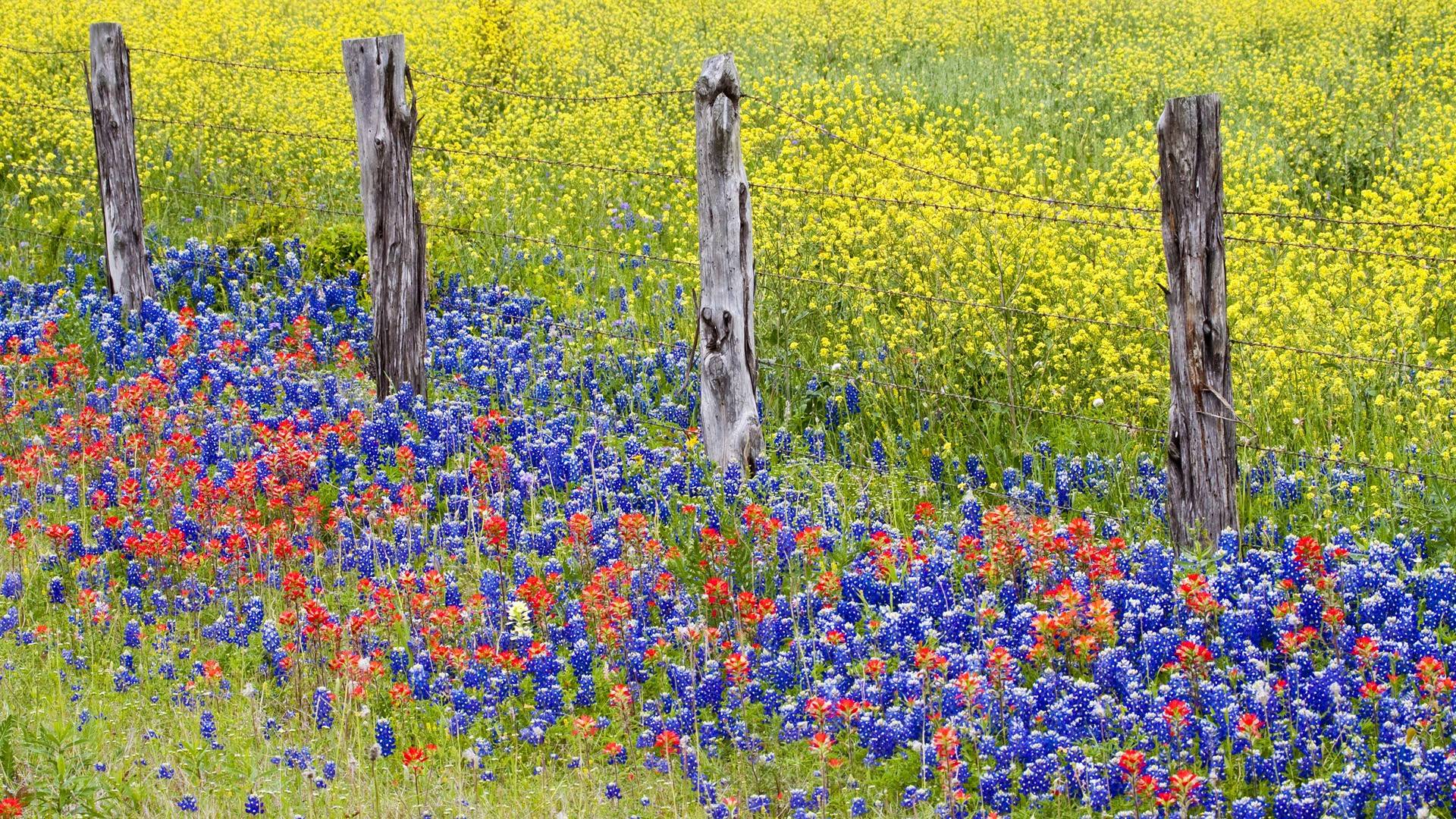 Bluebonnets Wallpapers