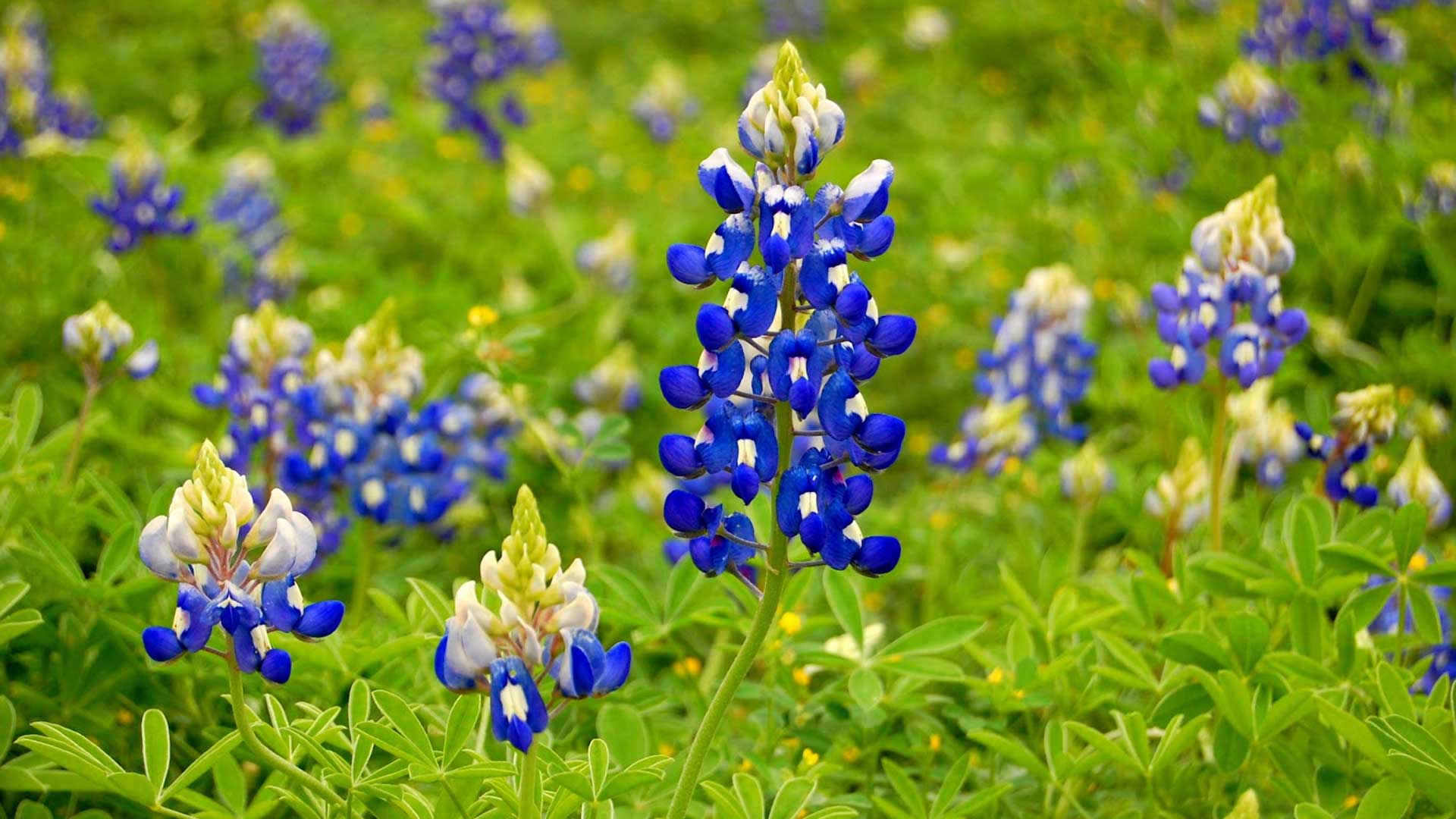 Bluebonnets Wallpapers