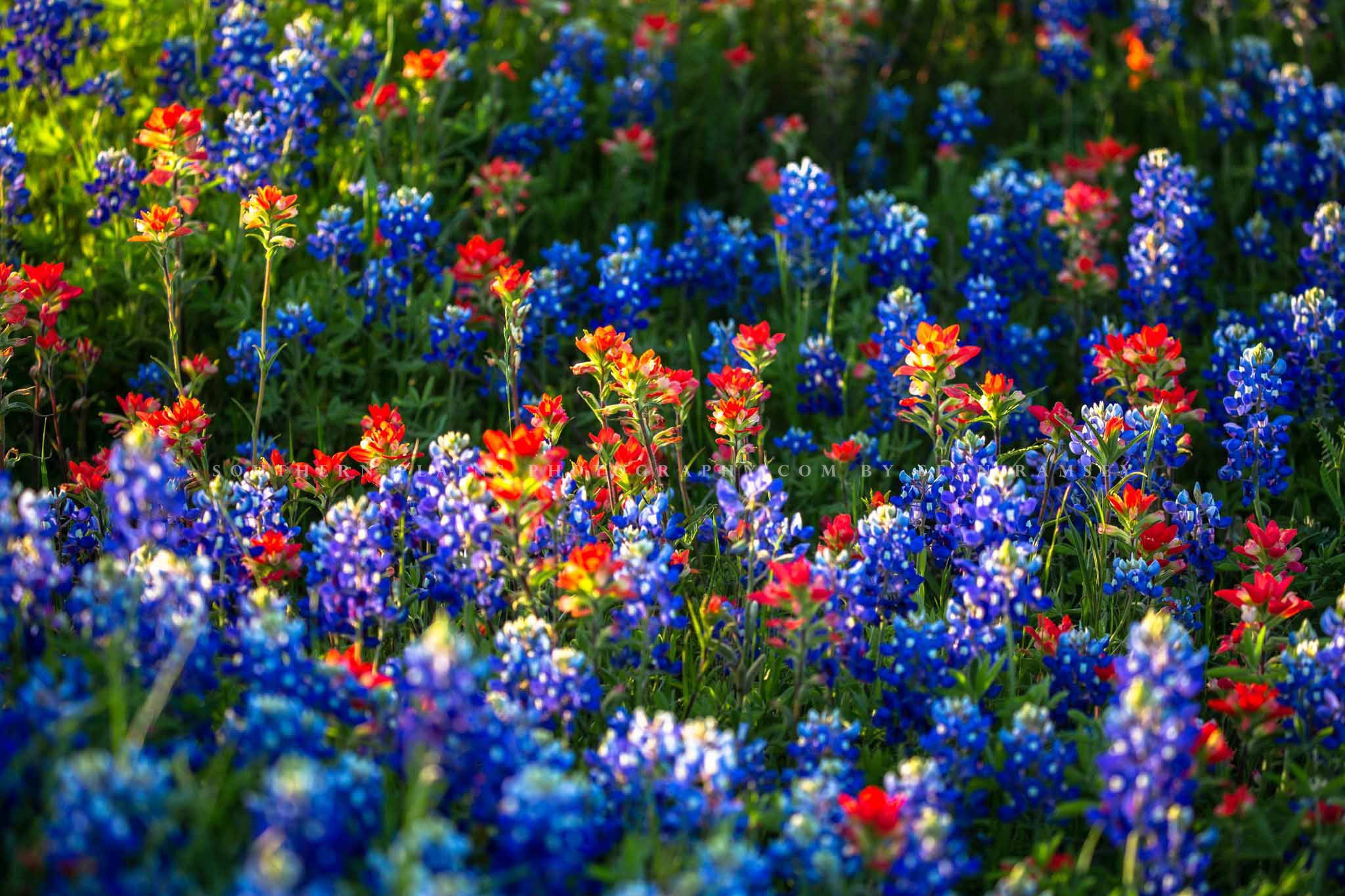 Bluebonnets Wallpapers