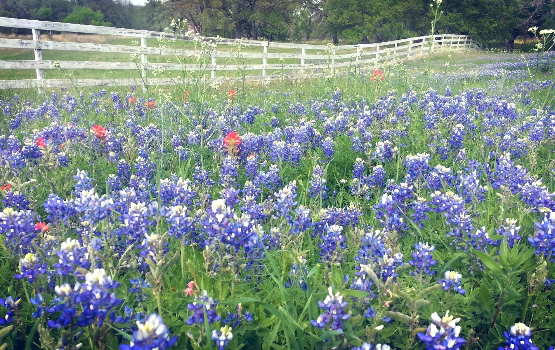 Bluebonnets Wallpapers