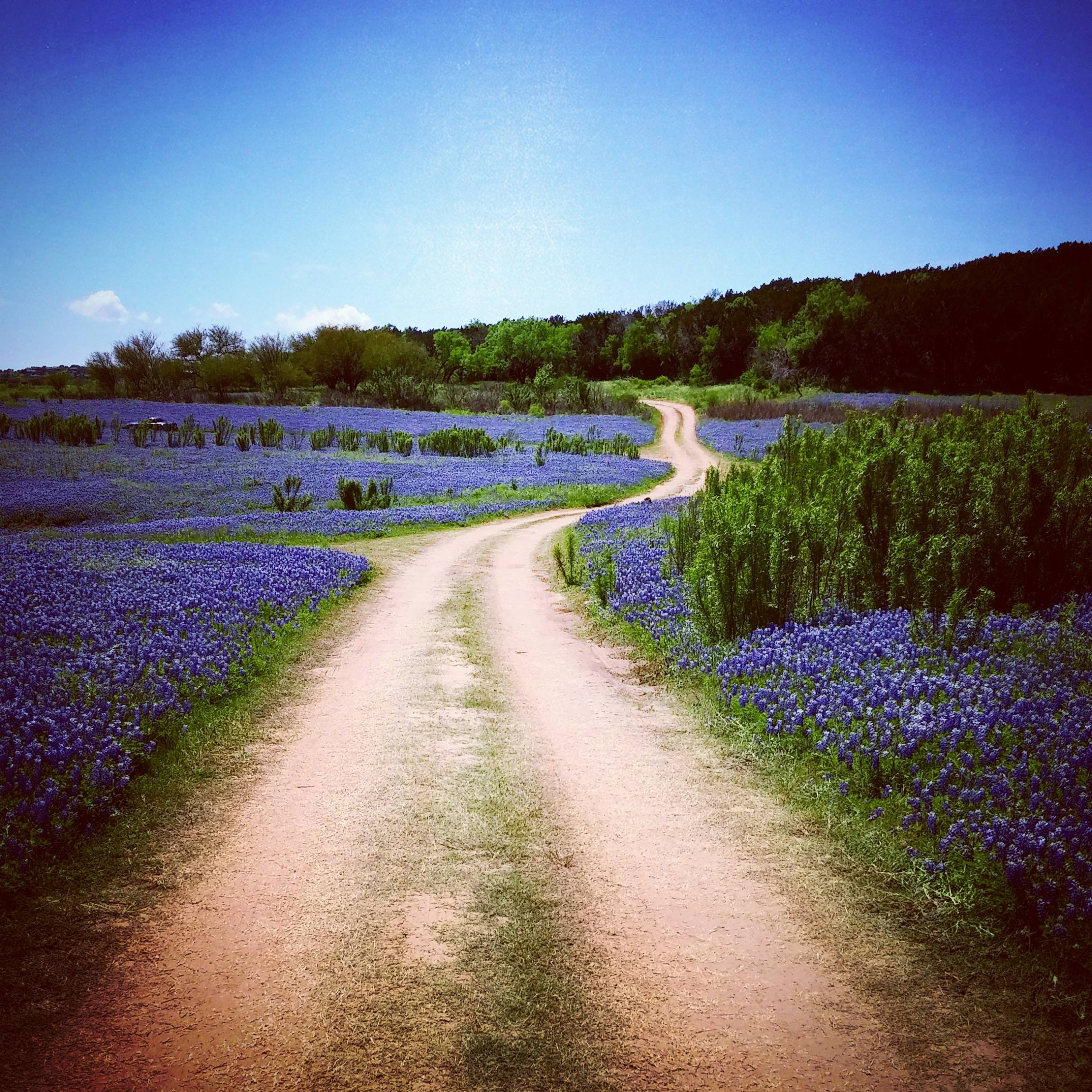 Bluebonnets Wallpapers