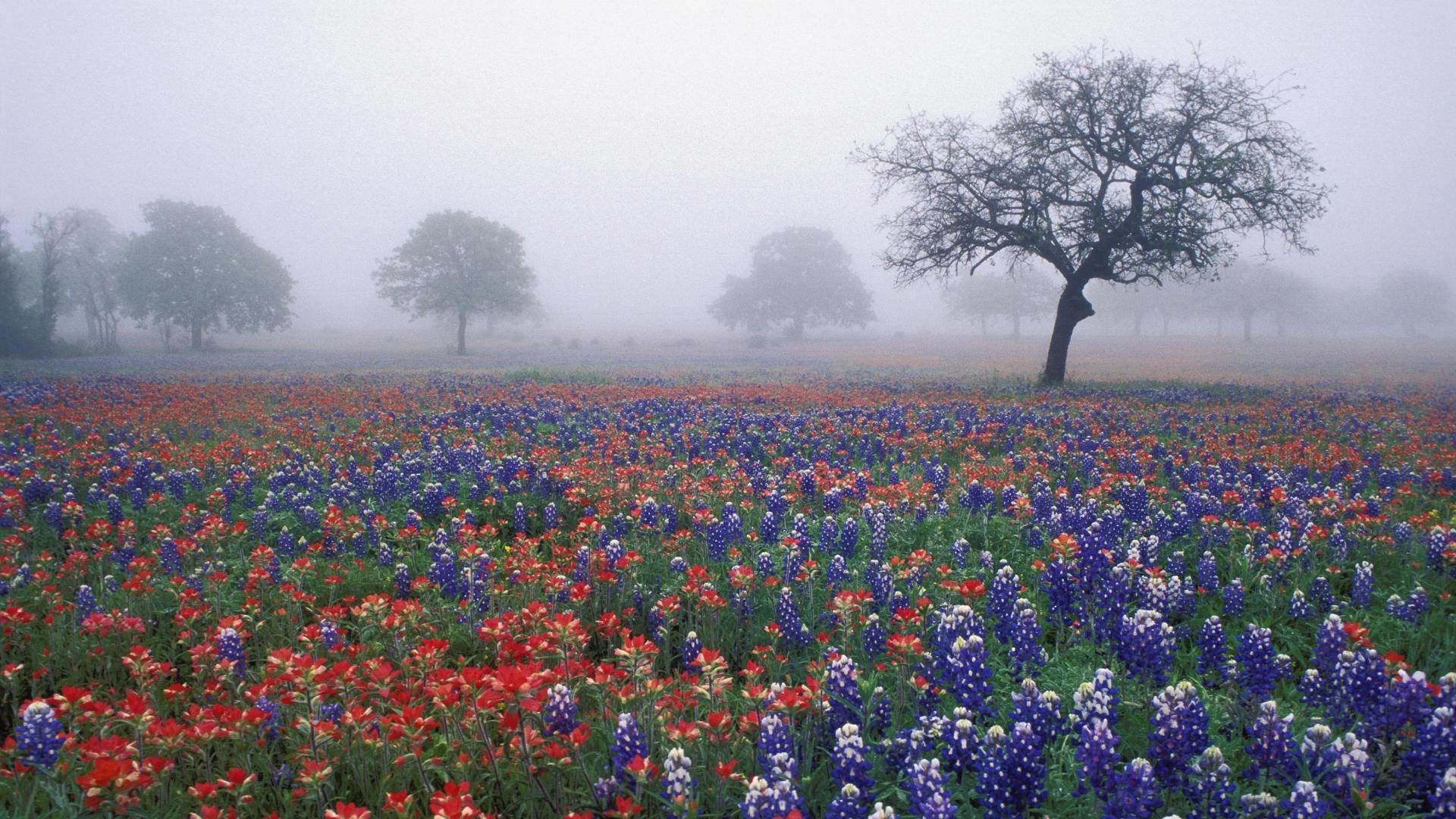 Bluebonnets Wallpapers