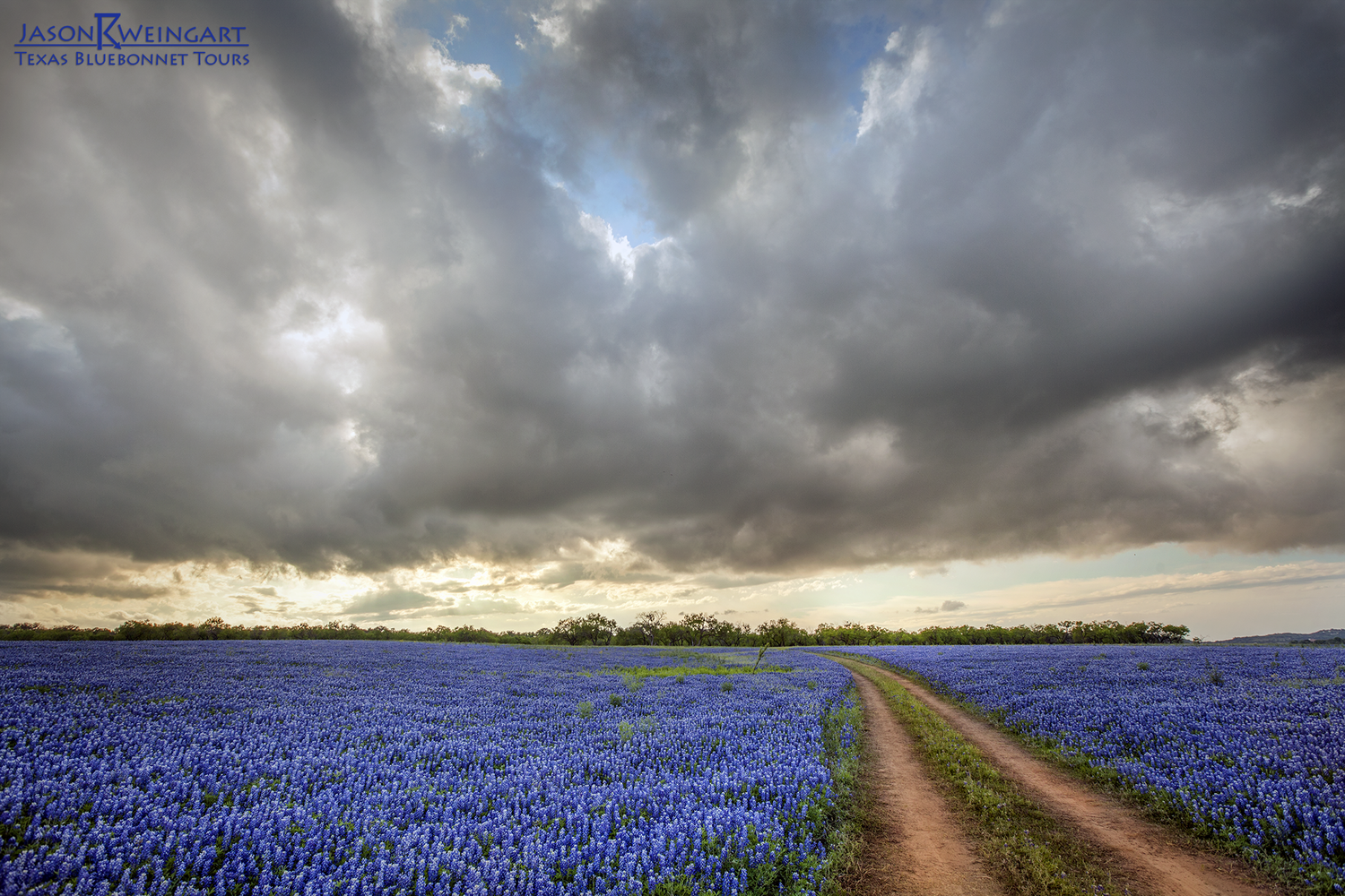 Bluebonnets Wallpapers