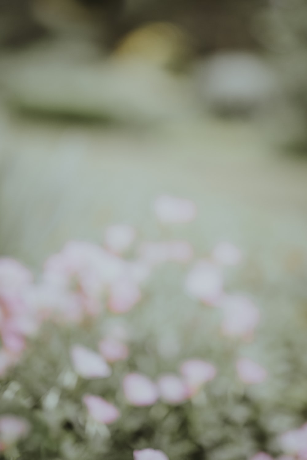 Blurred Flower Background