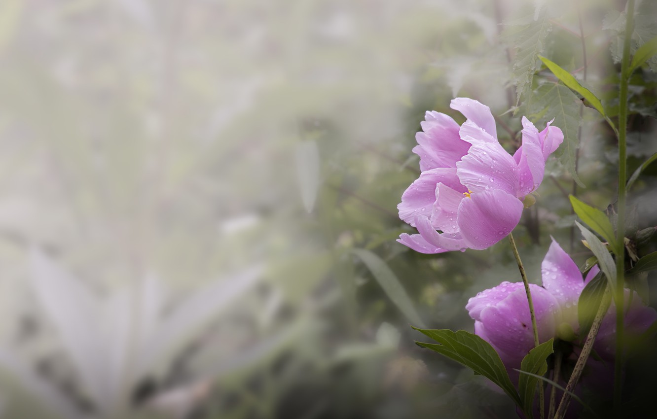 Blurred Flower Background