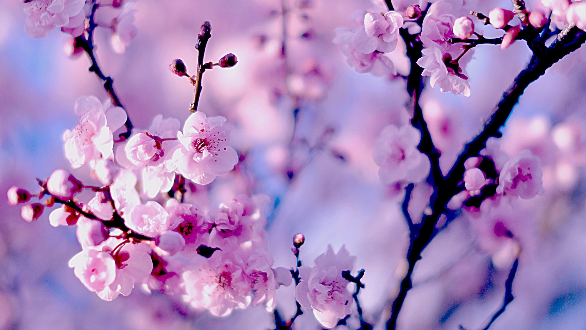 Blurred Flower Background