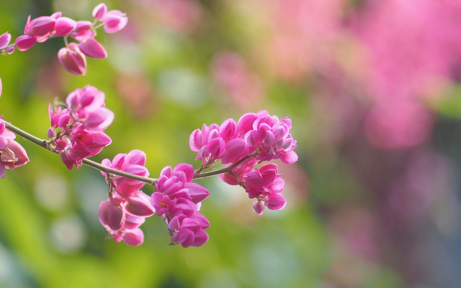 Blurred Flower Background