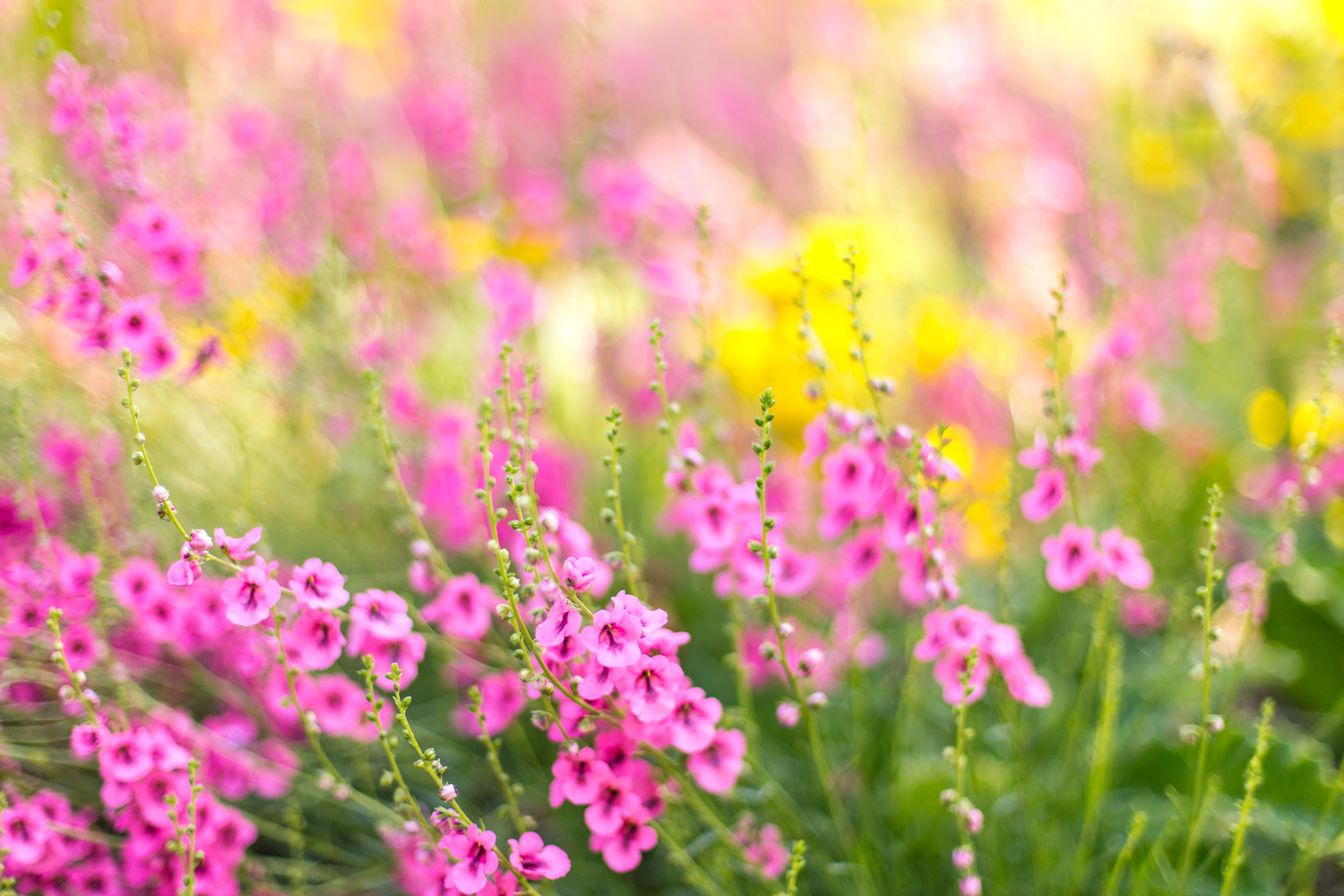 Blurred Flower Background