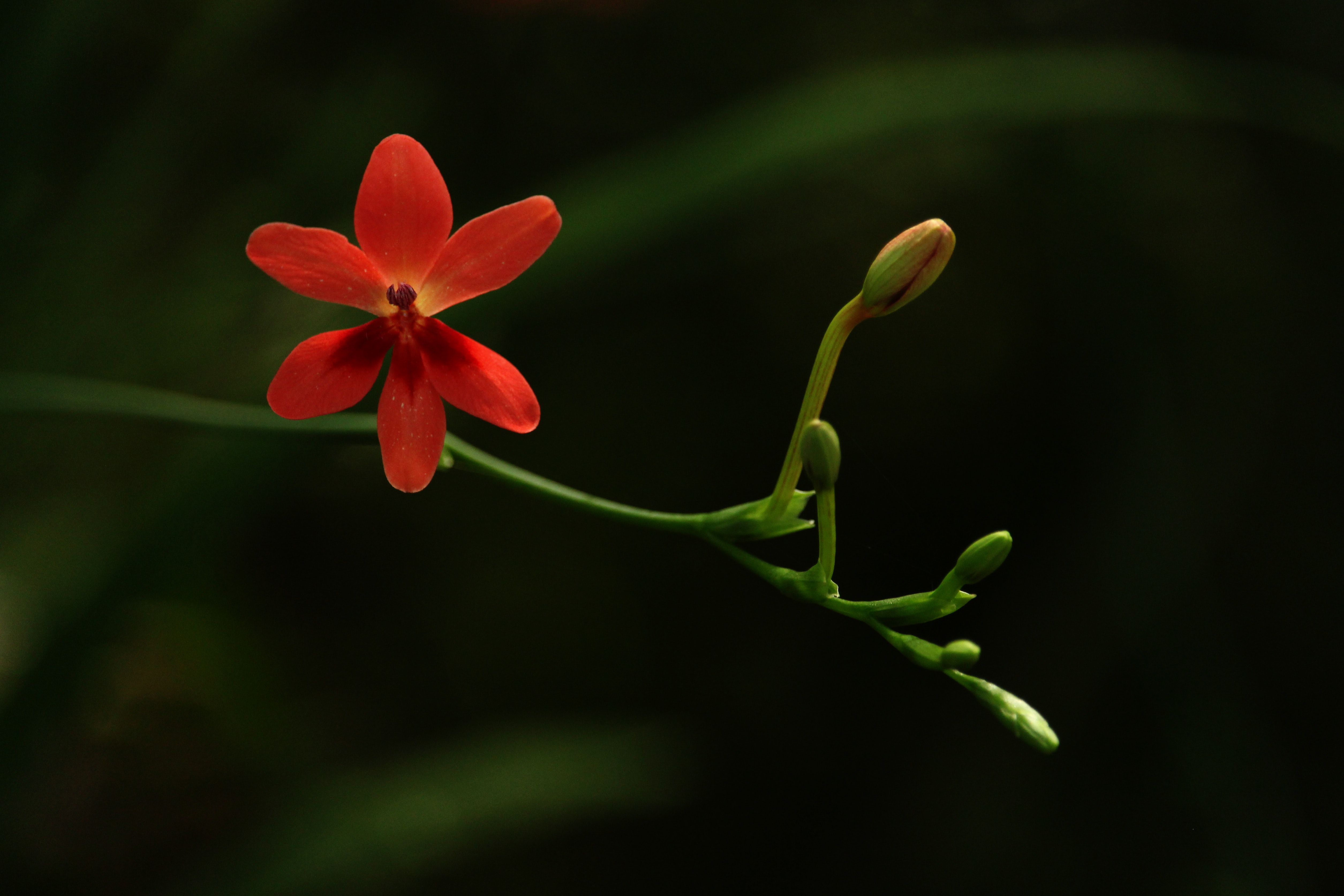 Blurred Flower Background