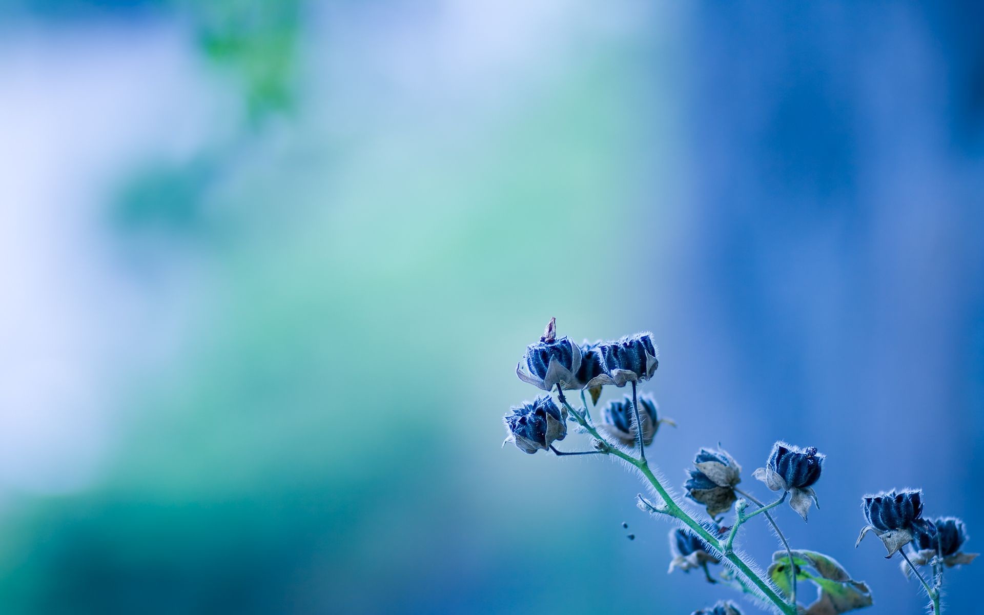 Blurred Flower Background