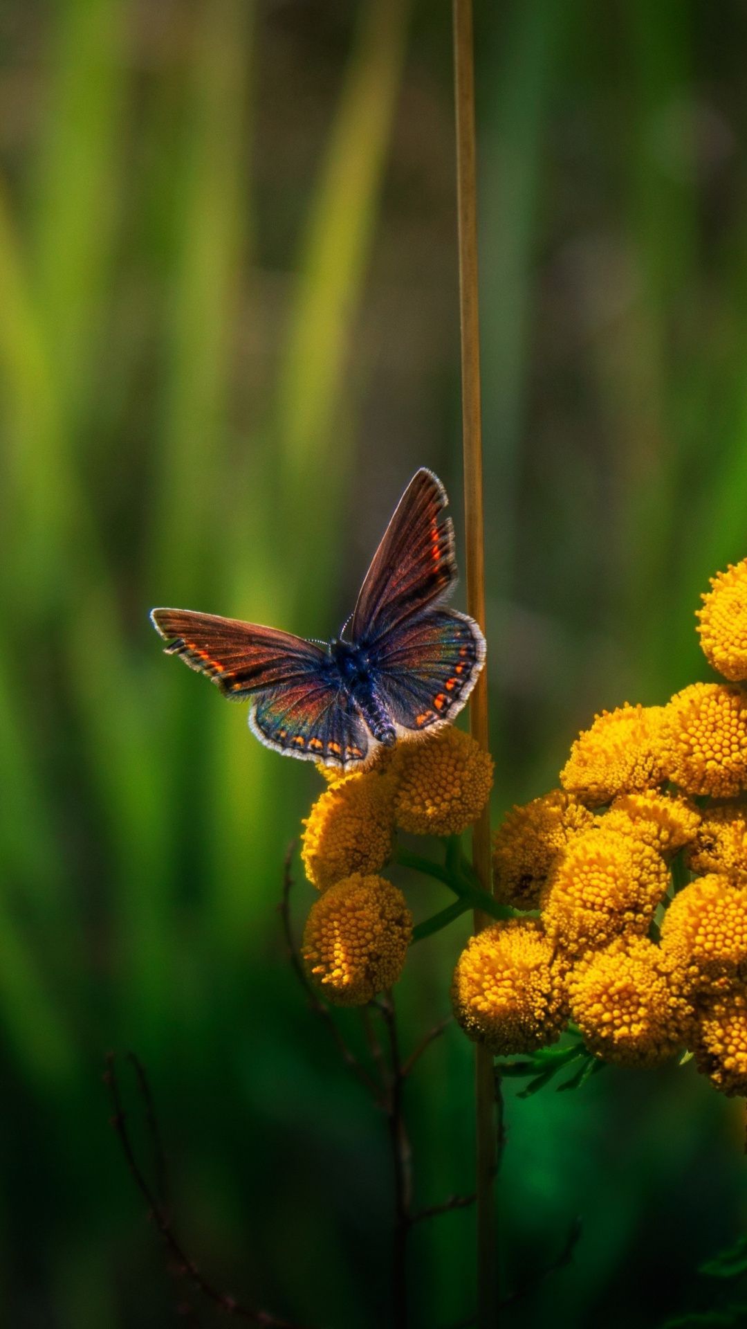 Blurred Flower Background