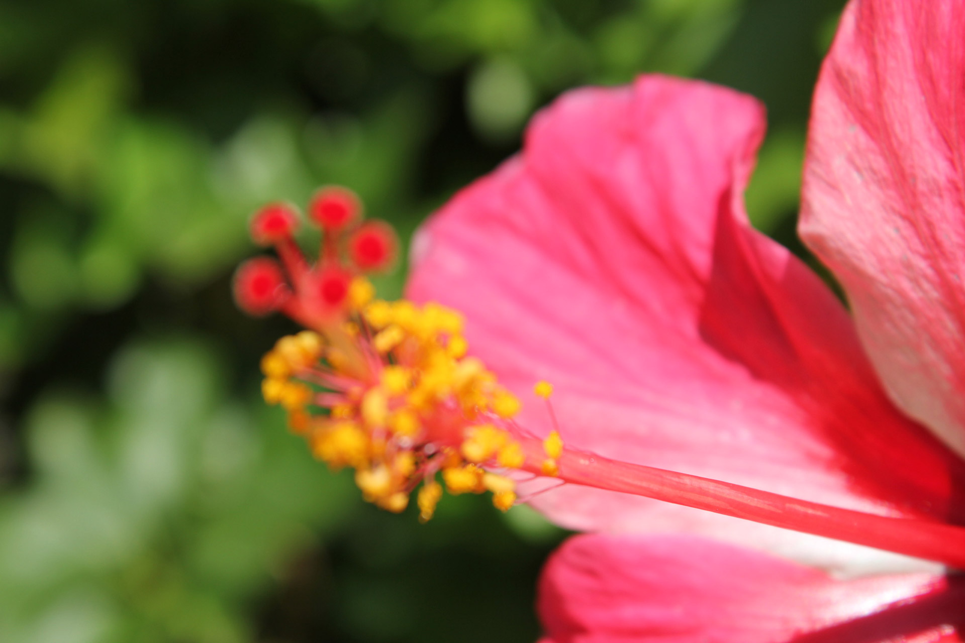 Blurred Flower Background