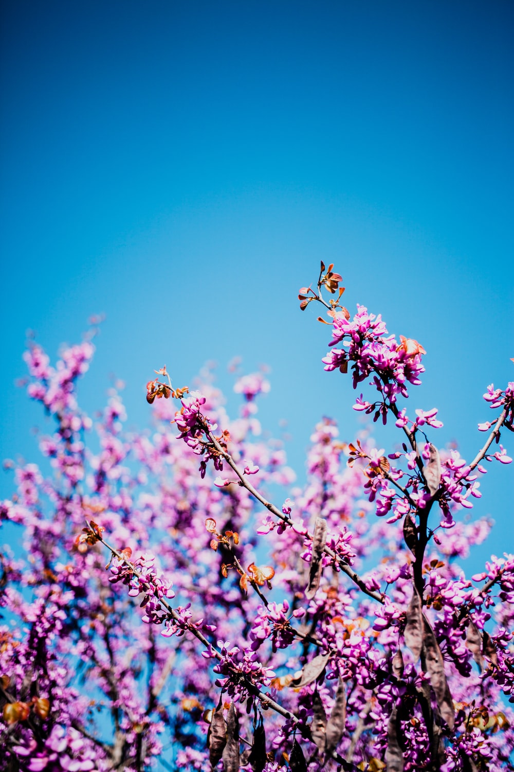 Blurred Flower Background