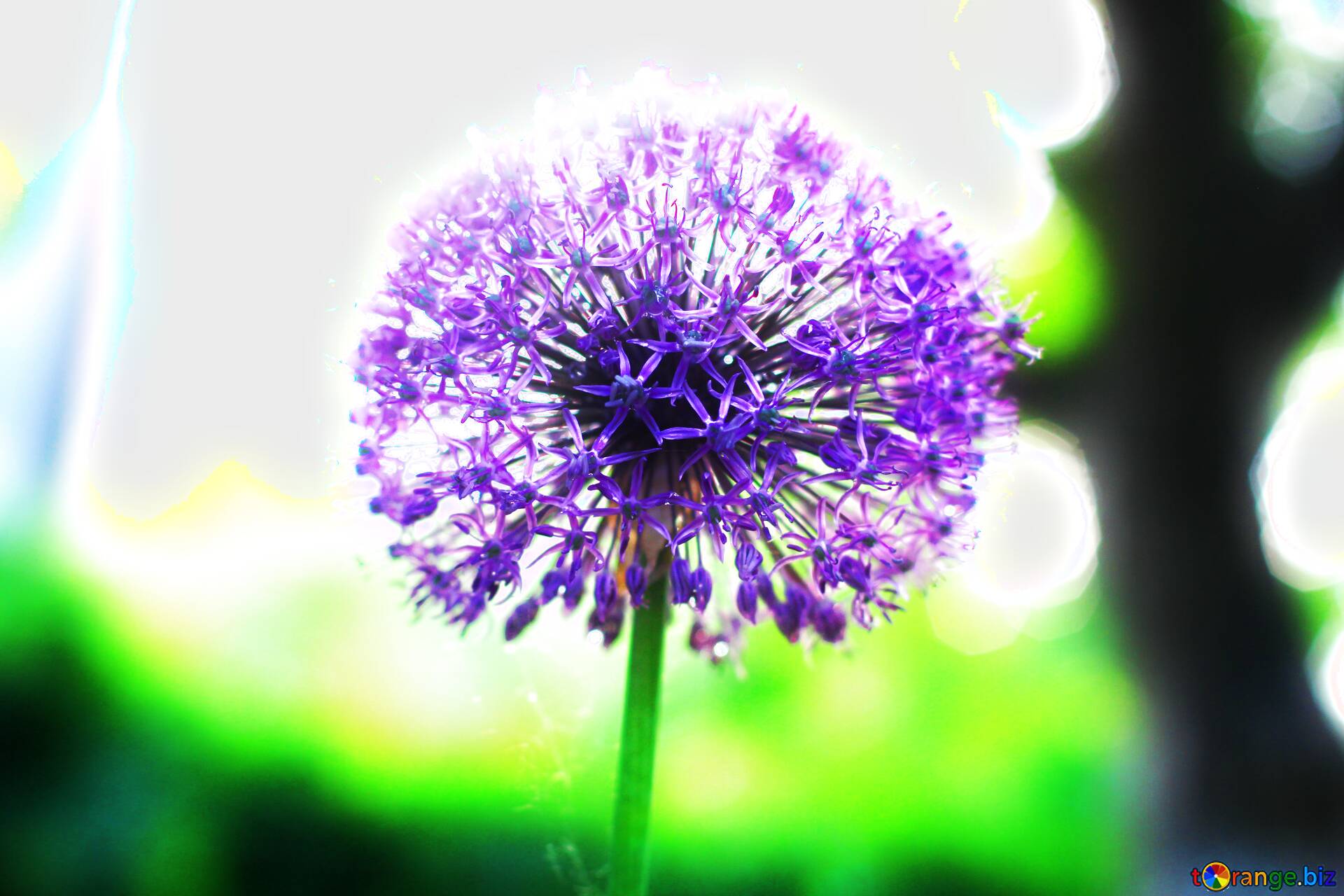 Blurred Flower Background