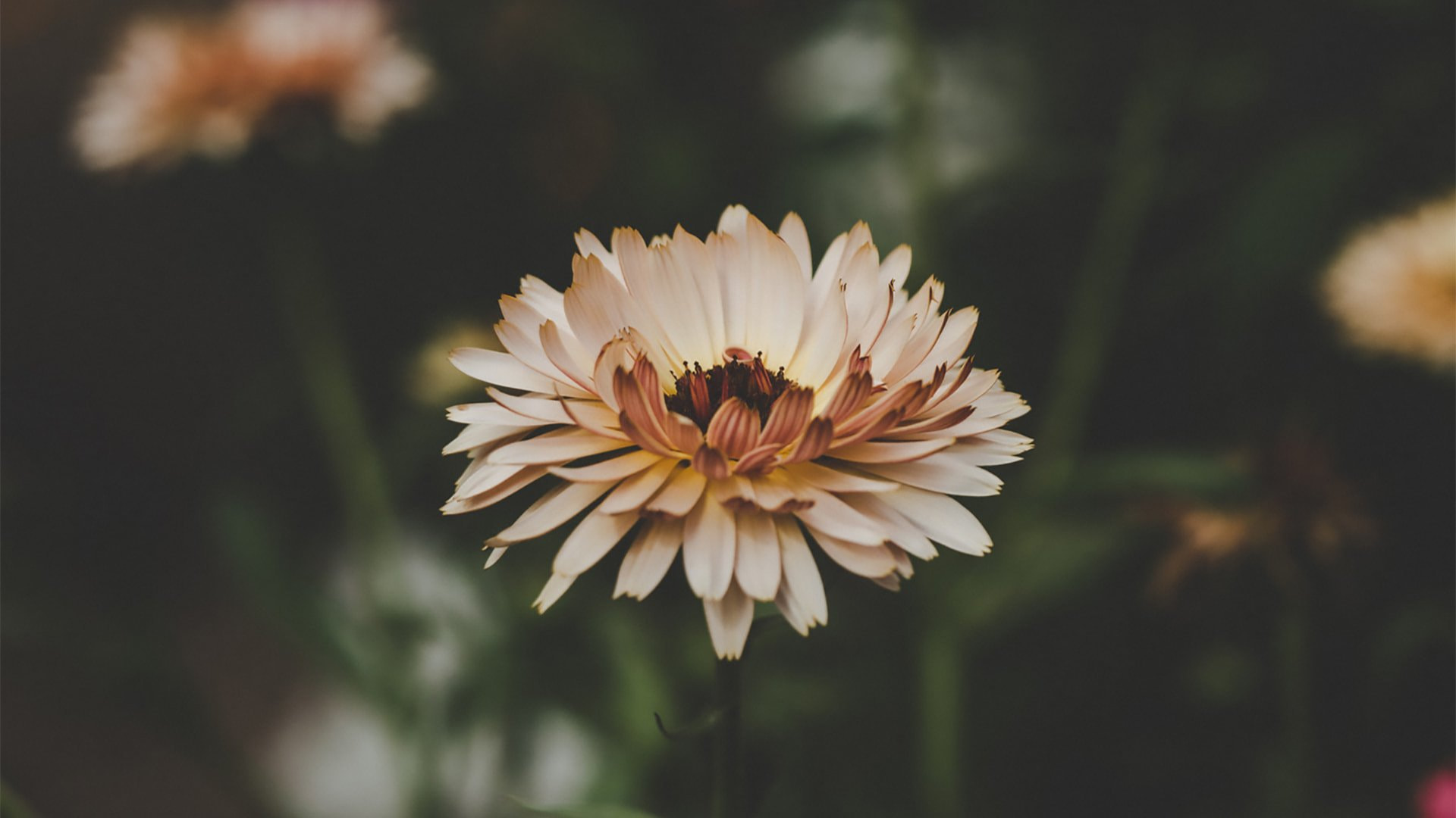 Blurred Flower Background