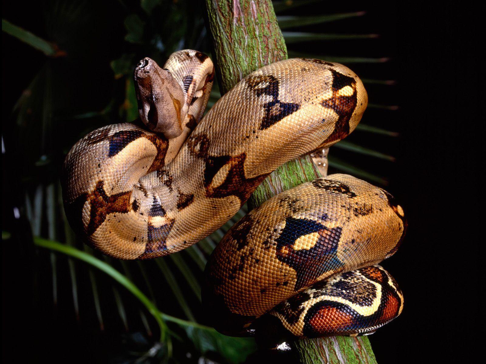 Boa Constrictor Wallpapers