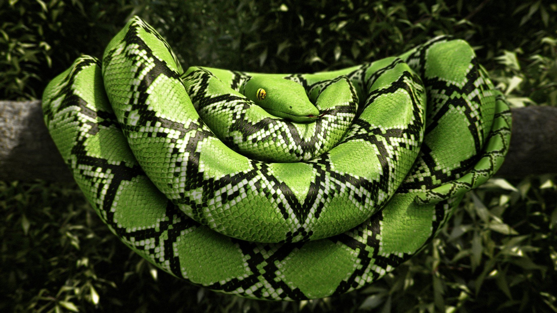 Boa Constrictor Wallpapers