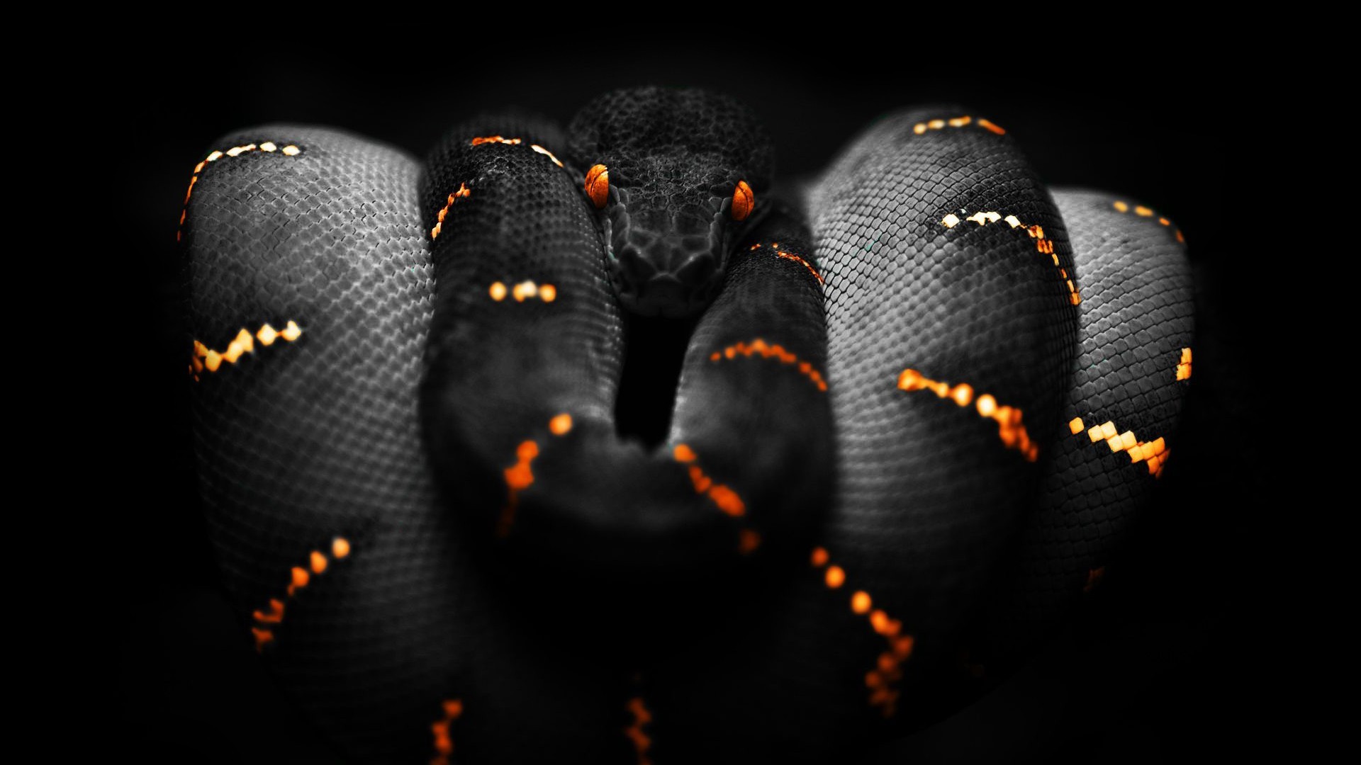 Boa Constrictor Wallpapers