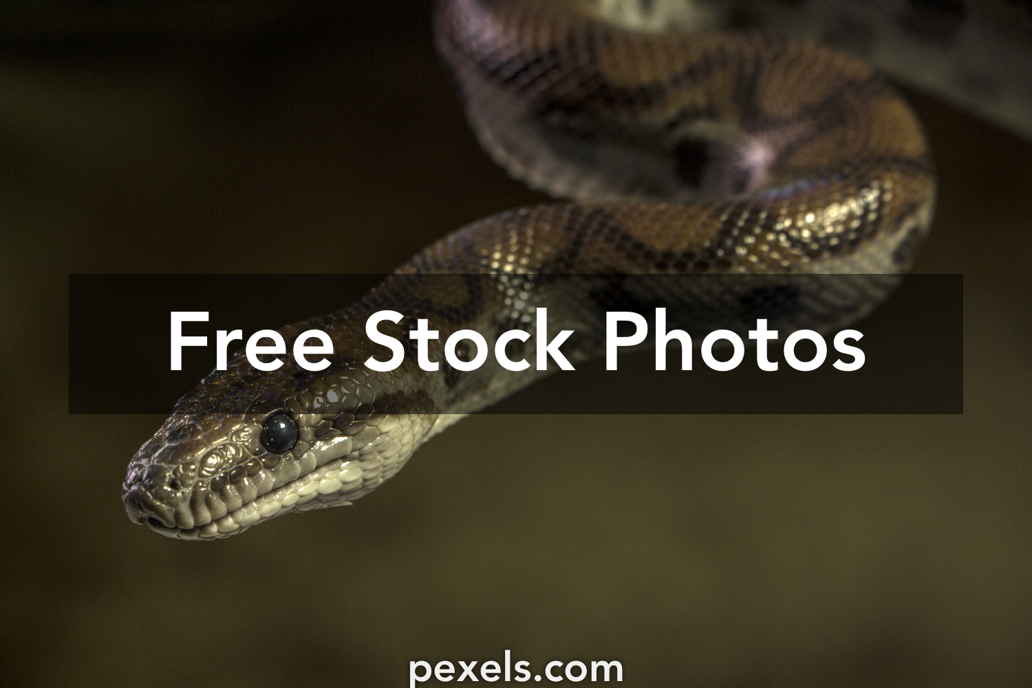 Boa Constrictor Wallpapers