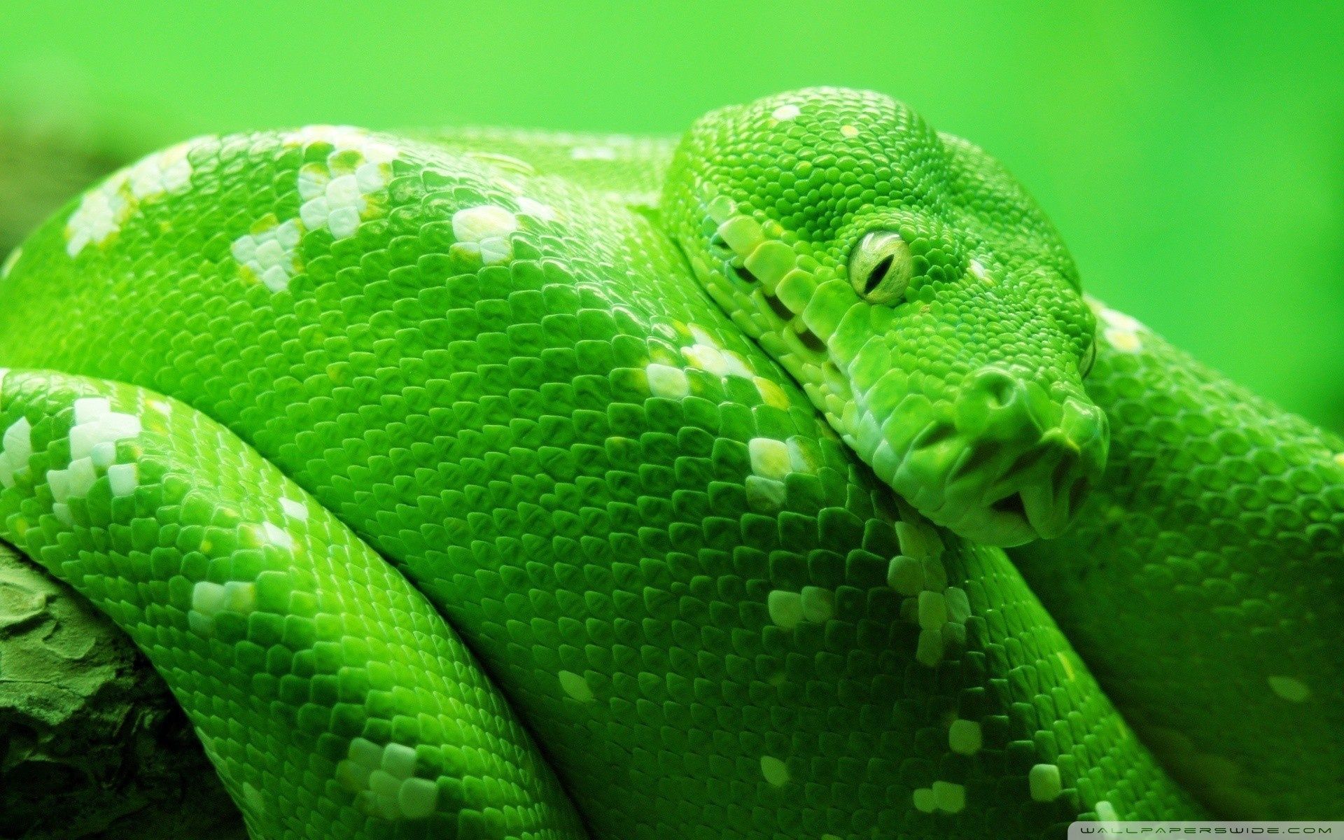 Boa Constrictor Wallpapers