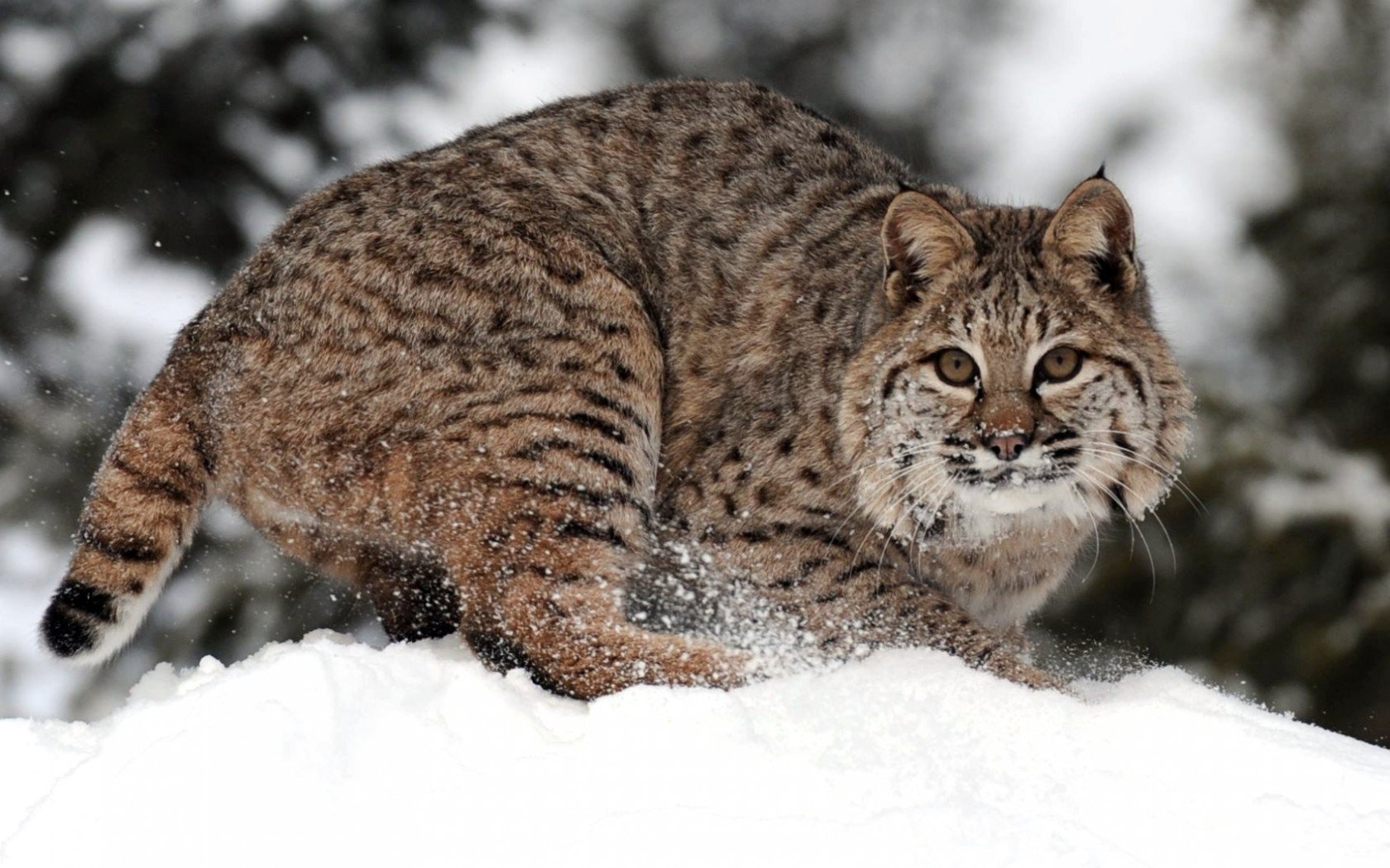 Bobcat Wallpapers