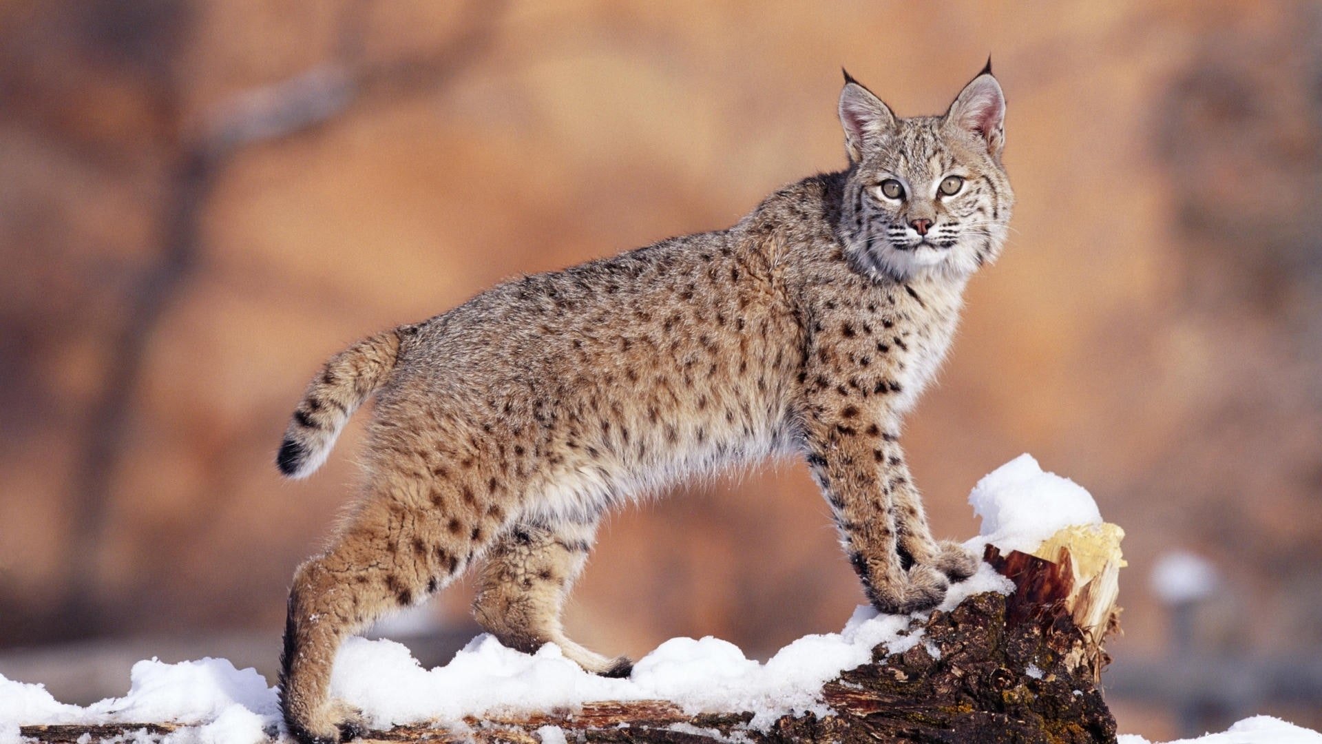 Bobcat Wallpapers