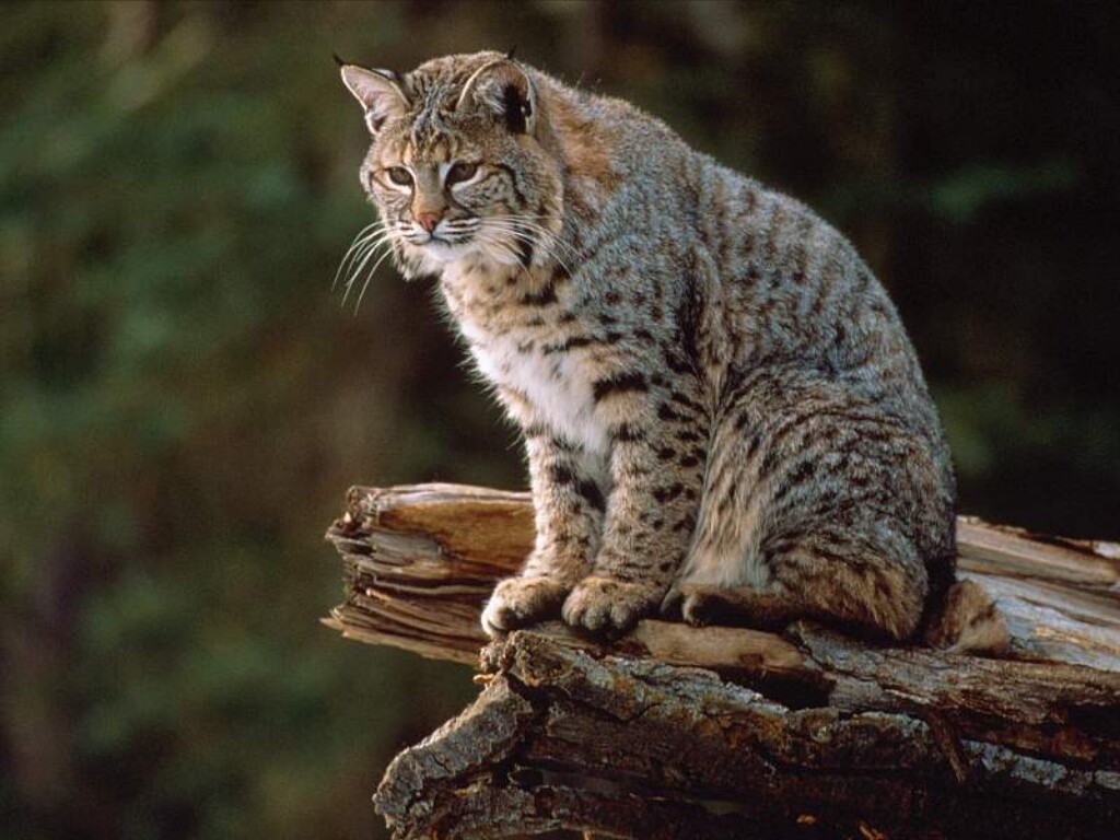 Bobcat Wallpapers