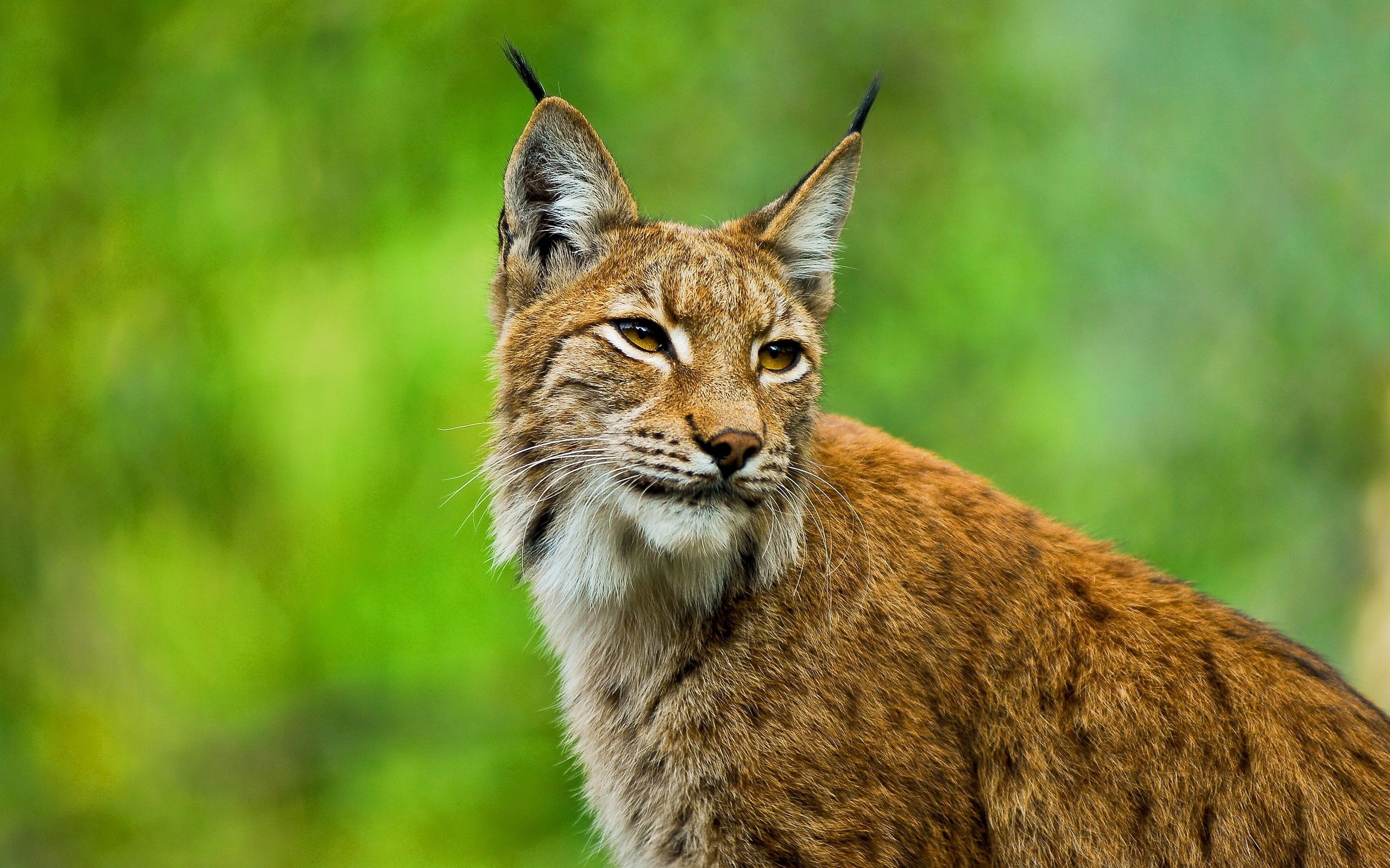 Bobcat Wallpapers