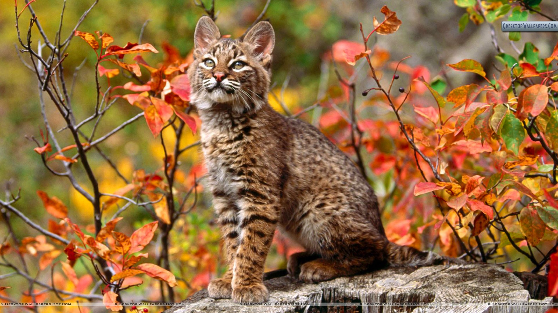 Bobcat Wallpapers