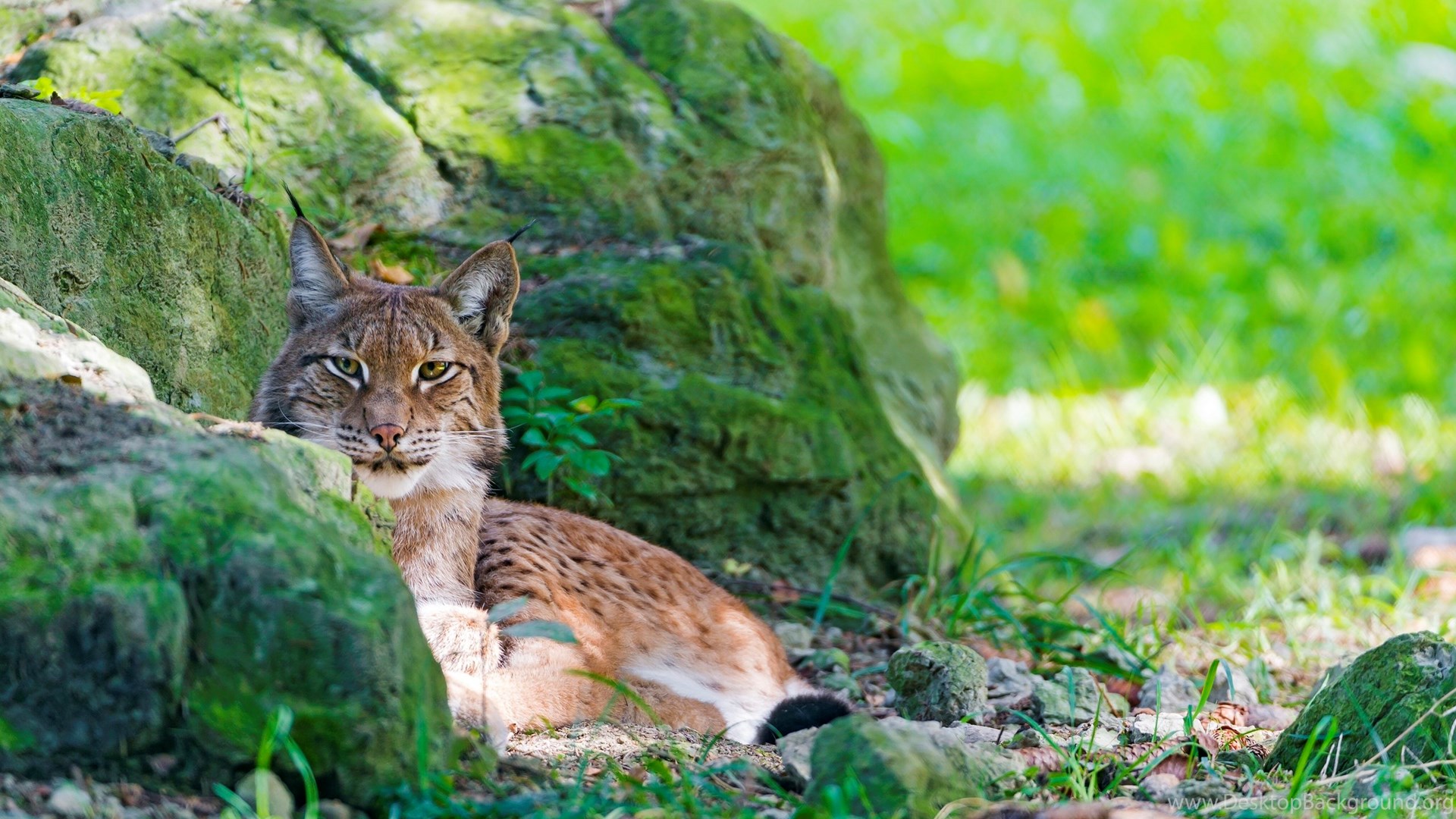 Bobcat Wallpapers