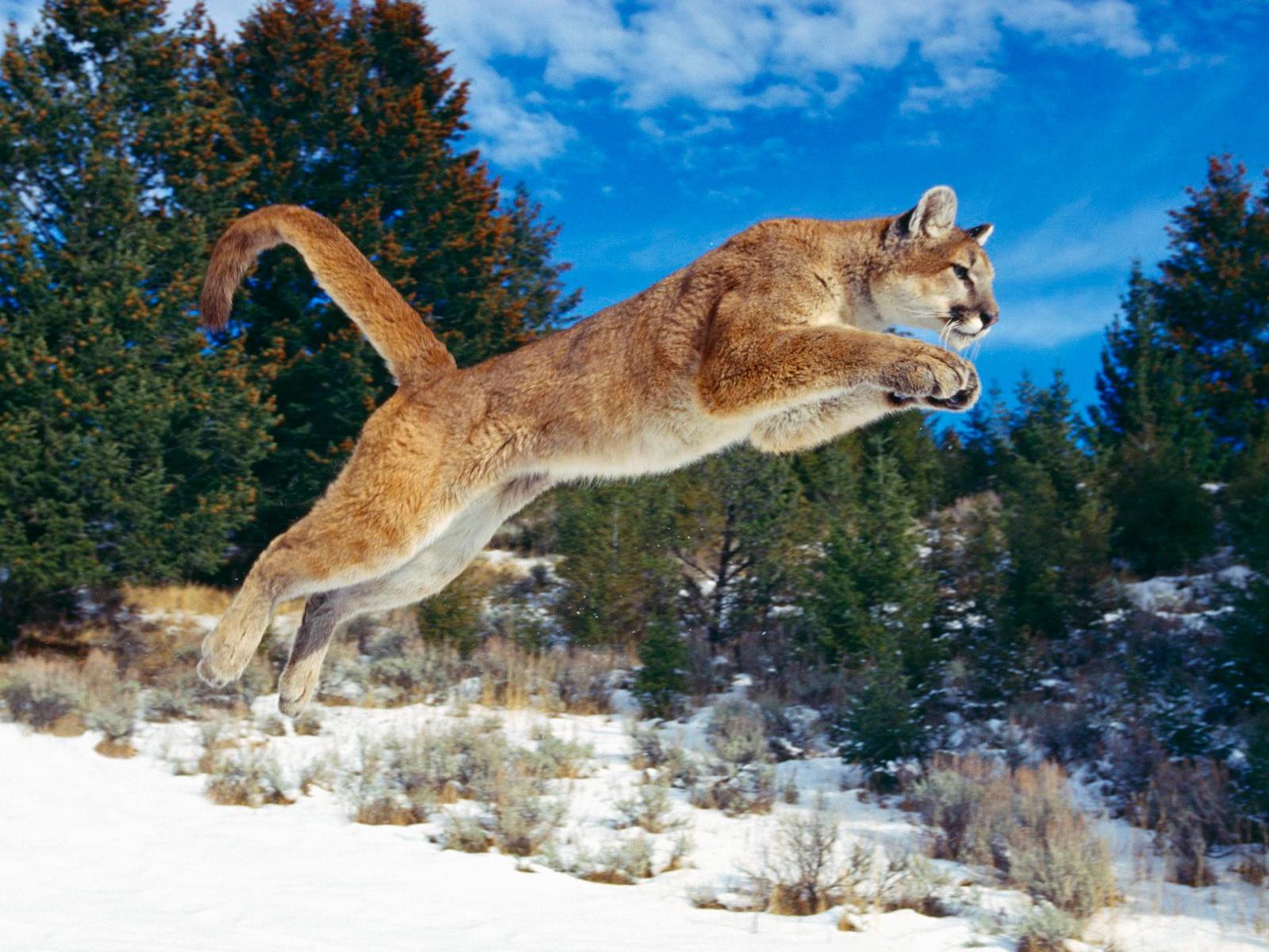 Bobcat Wallpapers