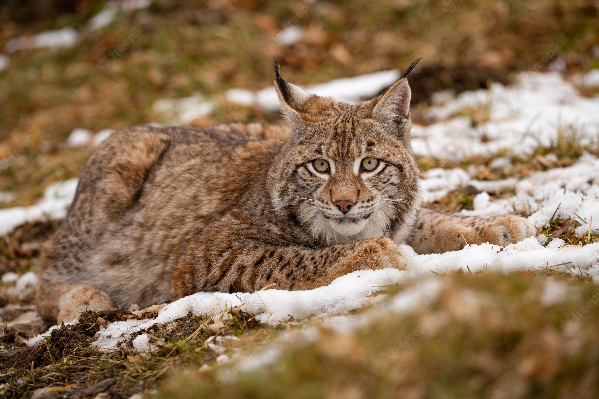 Bobcats Wallpapers