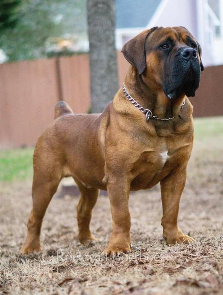 Boerboel Pics Wallpapers