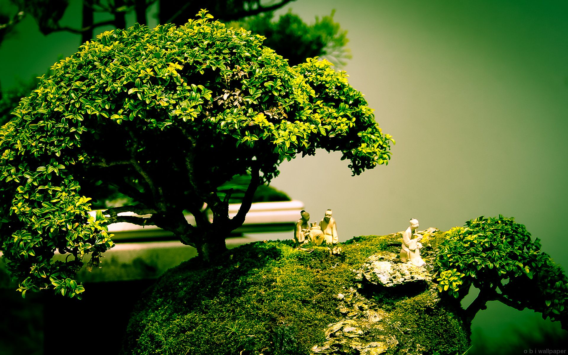 Bonsai Background