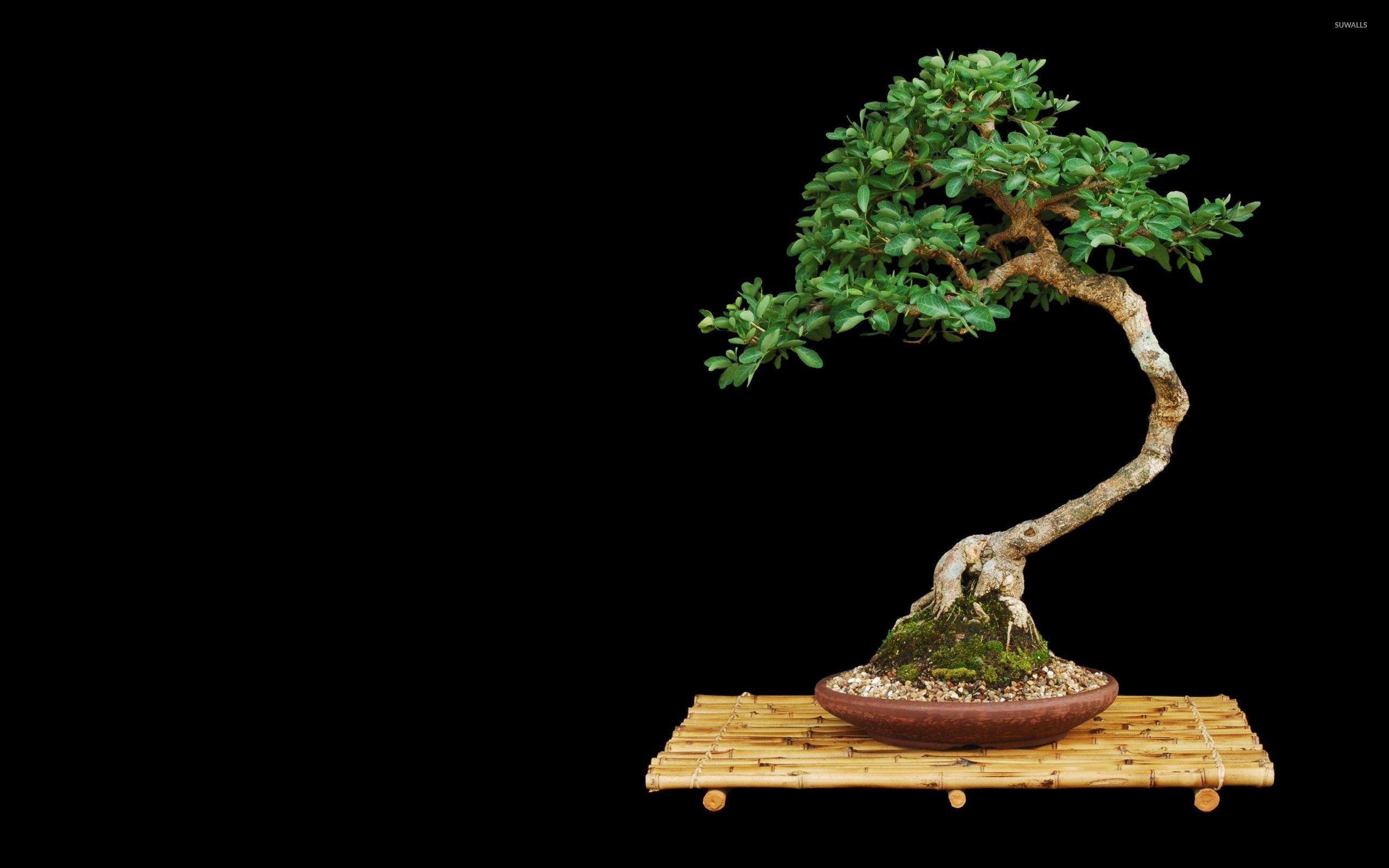 Bonsai Background