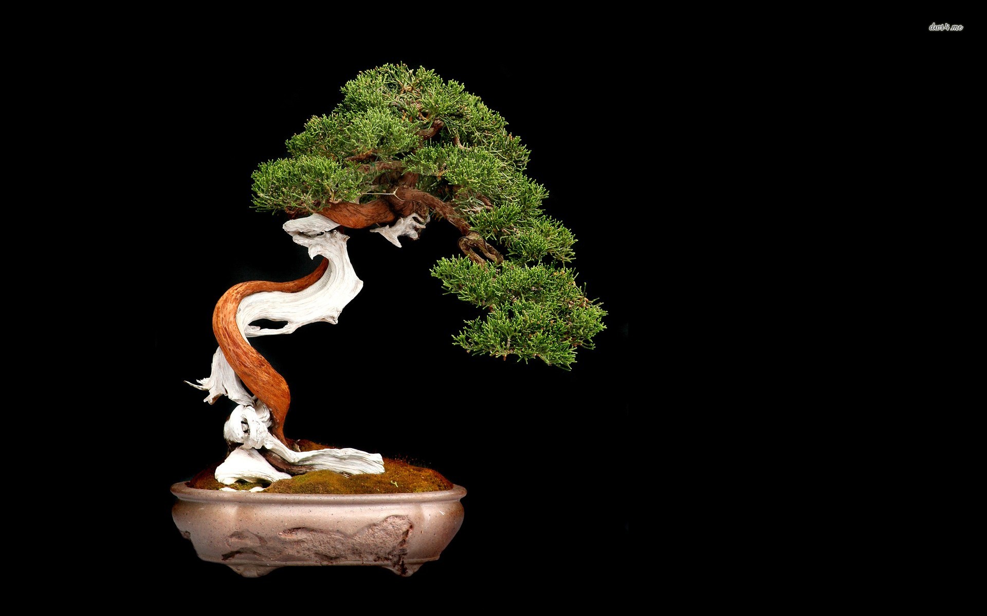 Bonsai Background